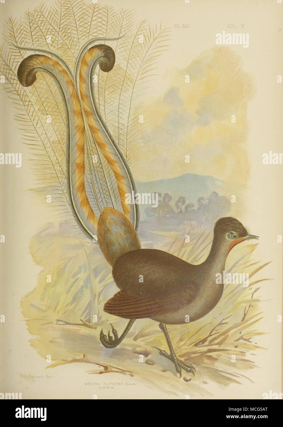 Die Vögel von Australien 1890 Gracius Broinowsk Lyre Bird Stockfoto