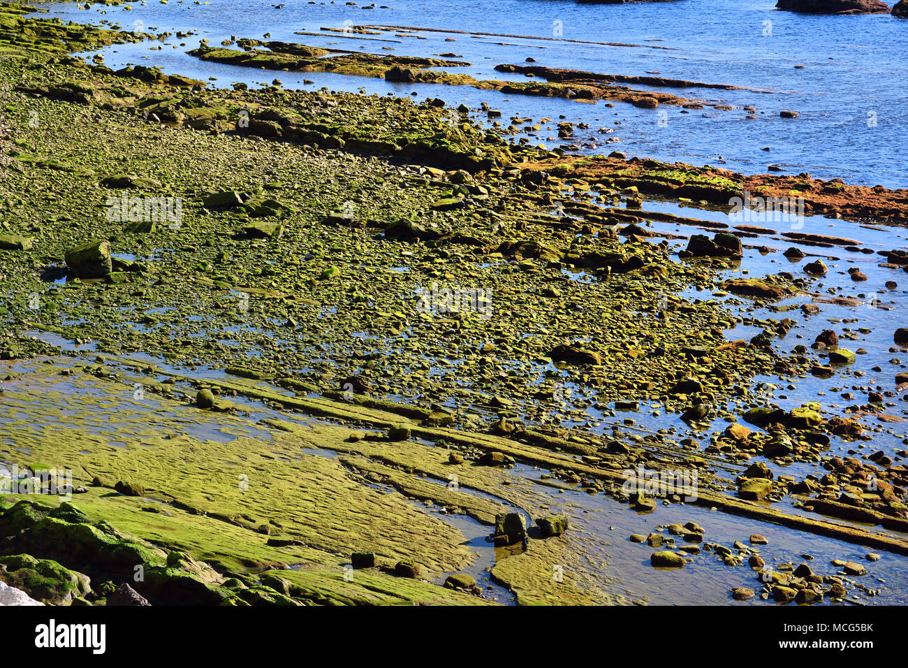 Grüne Algen Felsen an der Küste von Tarifa, Straße von Gibraltar Mittelmeer Spanien, Spanisch, Cadiz. Stockfoto