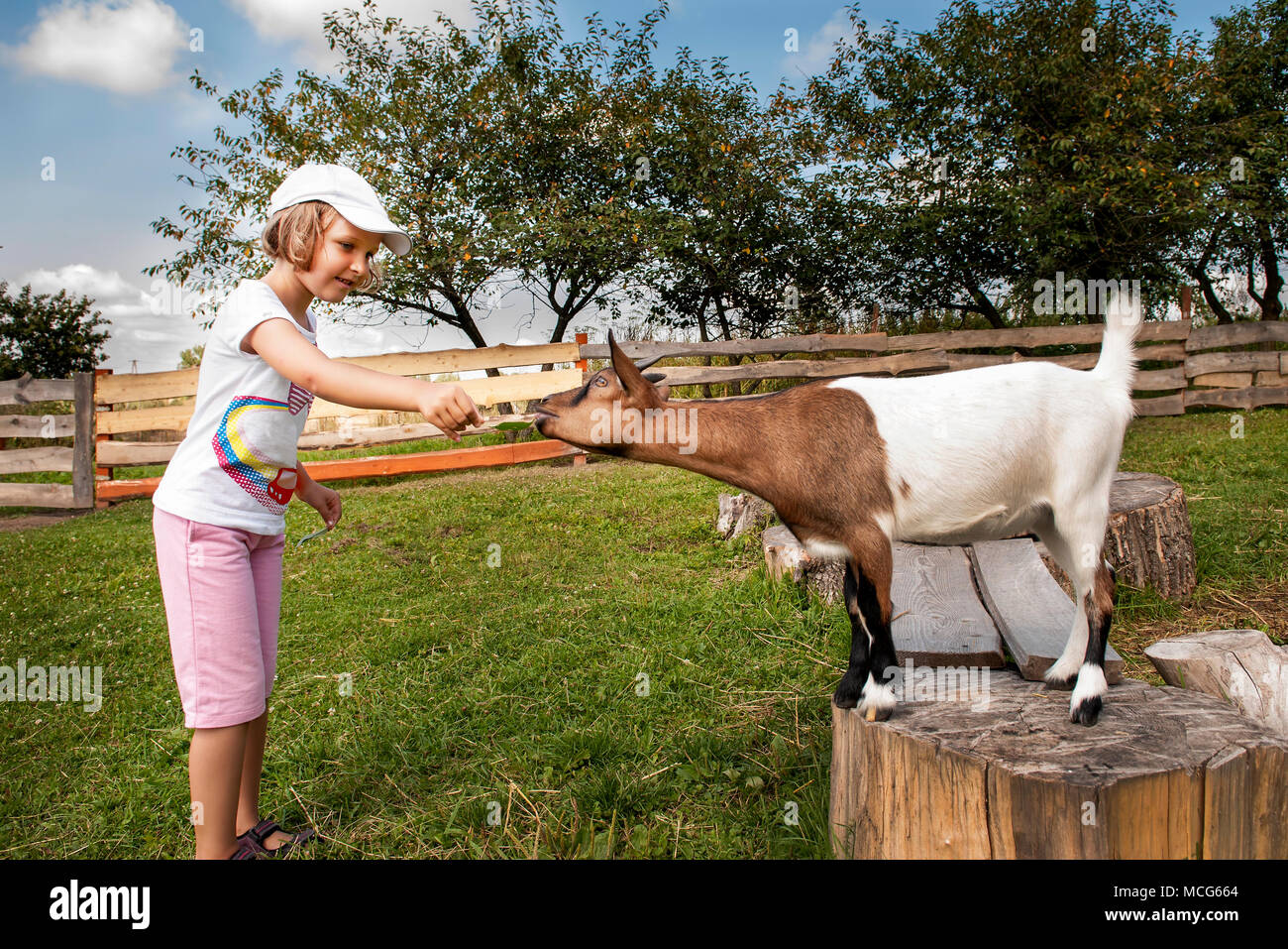 Kleines Mädchen (6 Jahre) Fütterung Ziege auf der Farm. Stockfoto