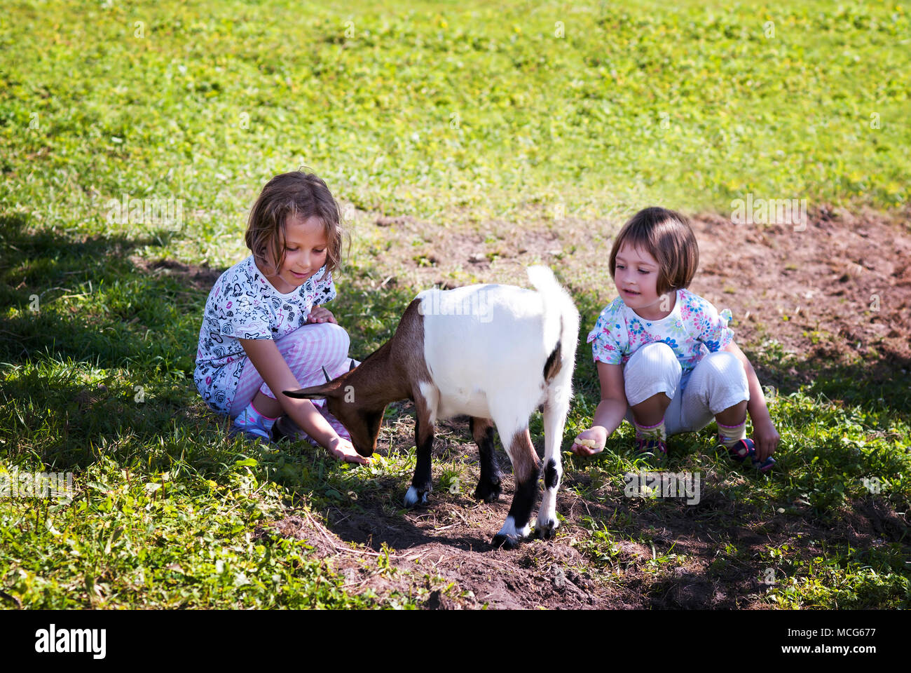 Zwei kleinen Schwestern (3 und 6 Jahre alt), die Ziegen auf dem Hof. Stockfoto