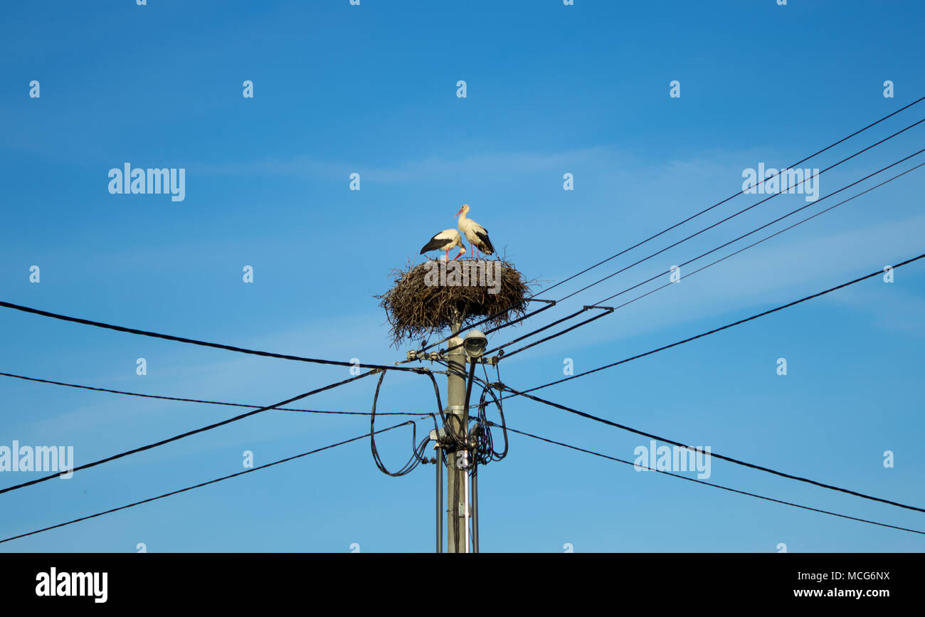 Ein paar Störche Nester auf strommast - blue sky-Lampe Stockfoto