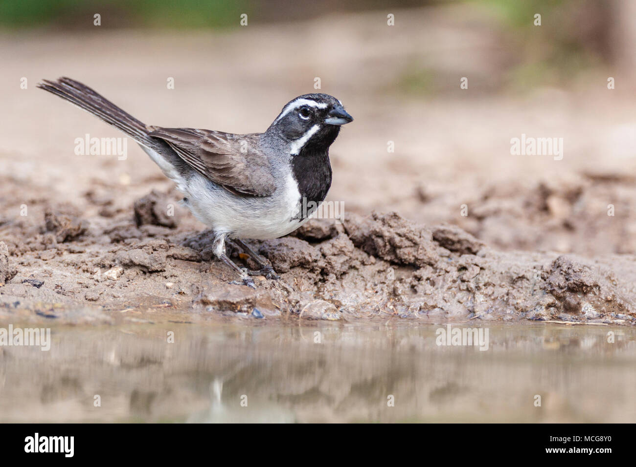 Black-throated Sparrow, Amphispiza bilineata, auf der Suche nach Wasser und Entlastung von der Hitze des Sommers, auf einer Ranch in South Texas. Stockfoto