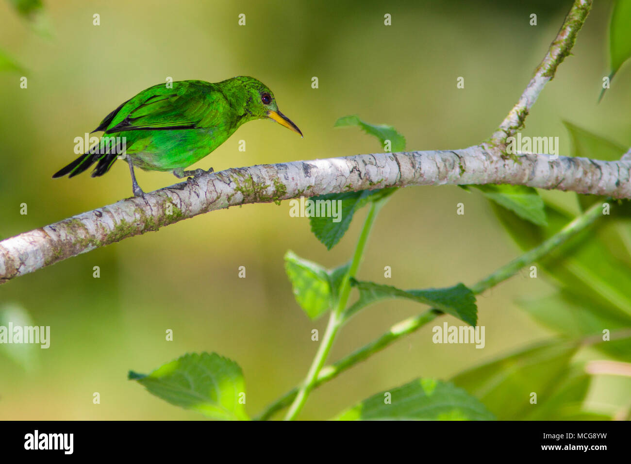 Honeycreeper juvenlie Grün, Chlorophanes spiza, ein kleiner Vogel in der tanager Familie, bei La Selva Biologische Station in Sarapiqui, Costa Rica. Stockfoto