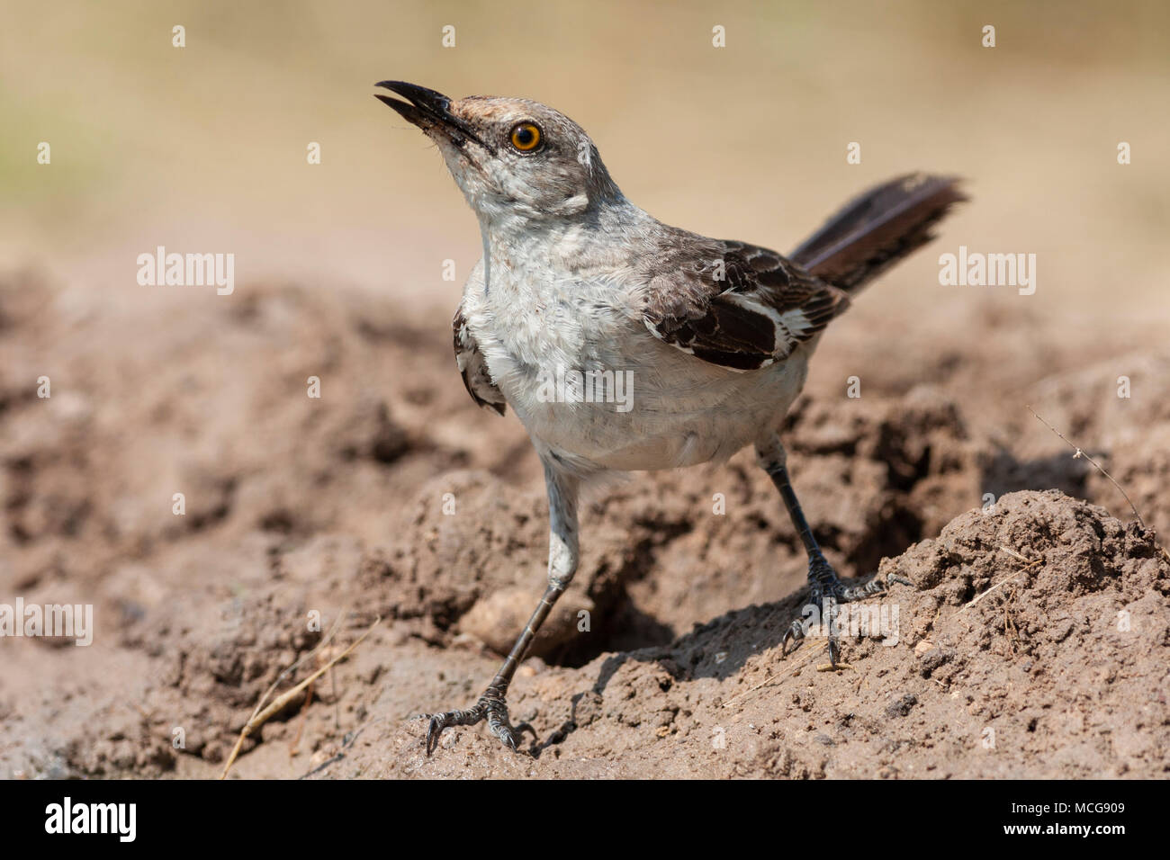 Northern Mockingbird, Mimus polyglottos, der einzige Mockingbird gewöhnlich in Nordamerika gefunden, auf der Suche nach Wasser und Entlastung von der Sommerhitze. Stockfoto