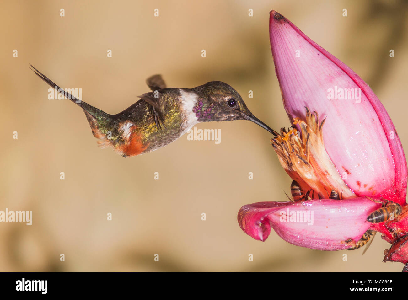 Lila-throated Woodstar Kolibri, Calliphlox Mitchellii Tandayapa Lodge in Ecuador. Stockfoto