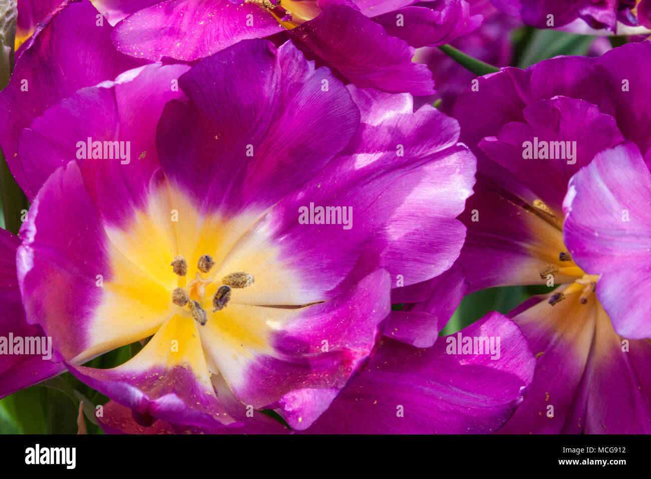 Doppel späte Tulpen, Tulipa 'NR 401', an der Gartenanlage Keukenhof in Südholland, Niederlande. Stockfoto