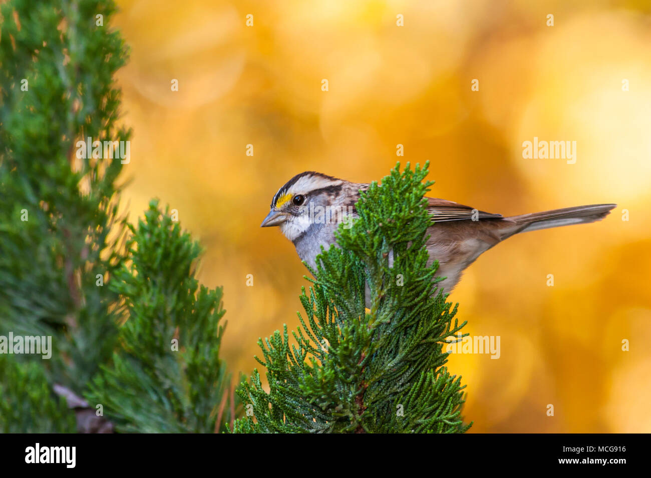 White-throated Sparrow, Zonotrichia albicollis, in North Carolina im November. Stockfoto