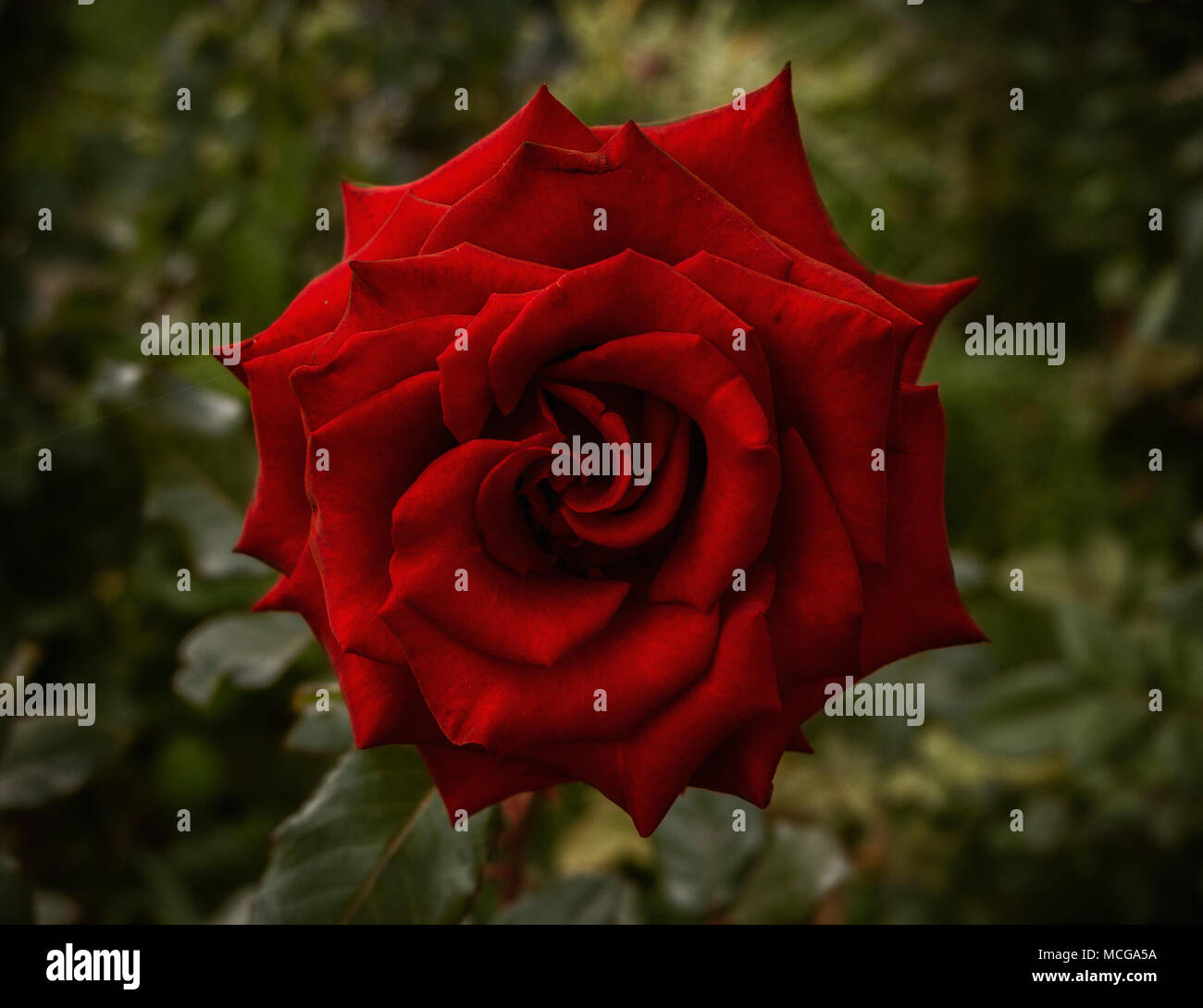 Rote Rose. Rose Blume. Rose Hintergrund. Rote Blume. Red rose Stil. Floral background. Stockfoto