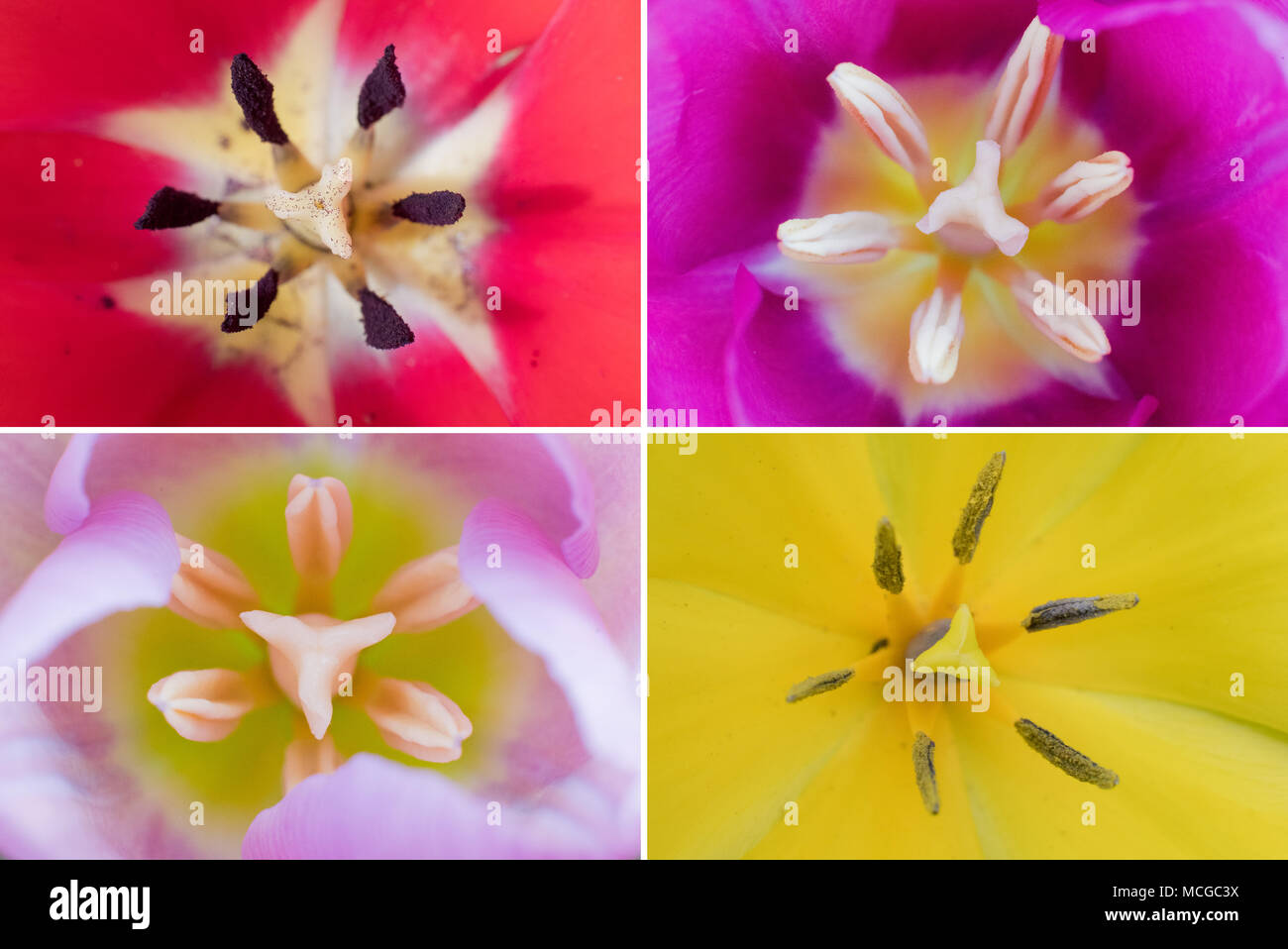 COMBO - 16. April 2018, Laatzen, Deutschland: Blumen in verschiedenen Farben blühen in einem Garten in Niedersachsen. Foto: Julian Stratenschulte/dpa Stockfoto