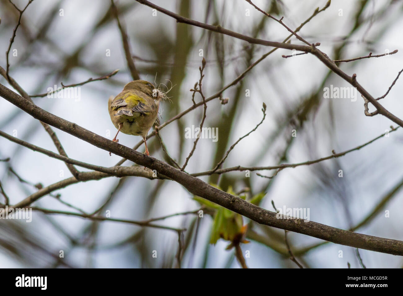 Burley-in-Wharfedale, West Yorkshire. 16. April 2018. UK Wildlife: Rückansicht eines Grünfink in einem Baum mit Hund Haare für Nistmaterial im Schnabel - neben einem beliebten Hundewiesen getroffen werden. Quelle: Rebecca Cole/Alamy leben Nachrichten Stockfoto