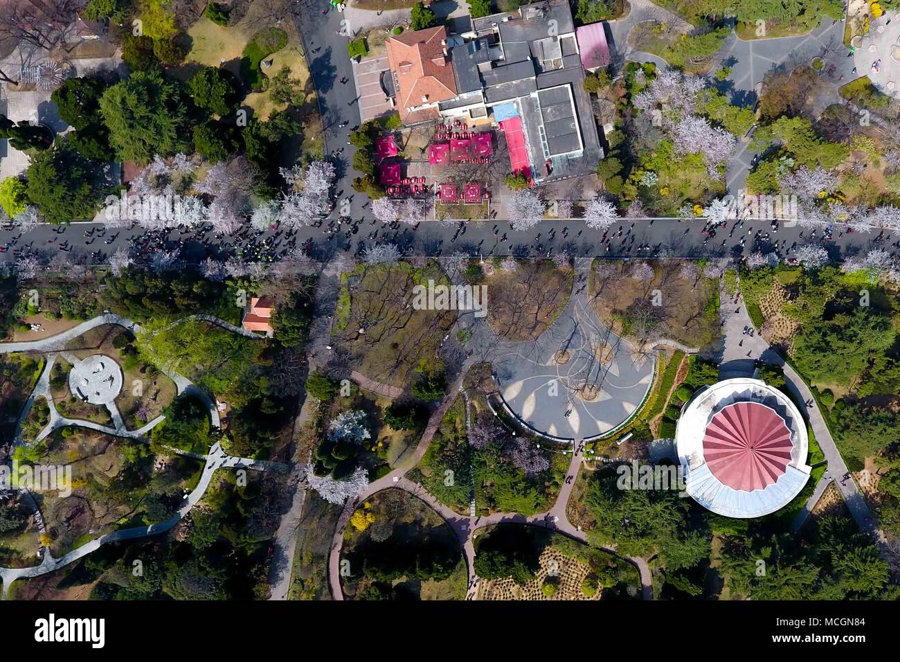 Qingdao. 17 Apr, 2018. Luftaufnahme auf April 17, 2018 zeigt die Ansicht der Kirschblüten im Zhongshan Park während einer Blume Veranstaltung zur Würdigung in Qingdao, östlich der chinesischen Provinz Shandong. Quelle: Guo Xulei/Xinhua/Alamy leben Nachrichten Stockfoto