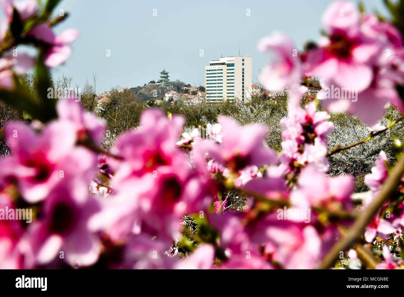Qingdao. 17 Apr, 2018. Luftaufnahme auf April 17, 2018 zeigt die Peach Blossoms in Zhongshan Park während einer Blume Veranstaltung zur Würdigung in Qingdao, östlich der chinesischen Provinz Shandong. Quelle: Guo Xulei/Xinhua/Alamy leben Nachrichten Stockfoto