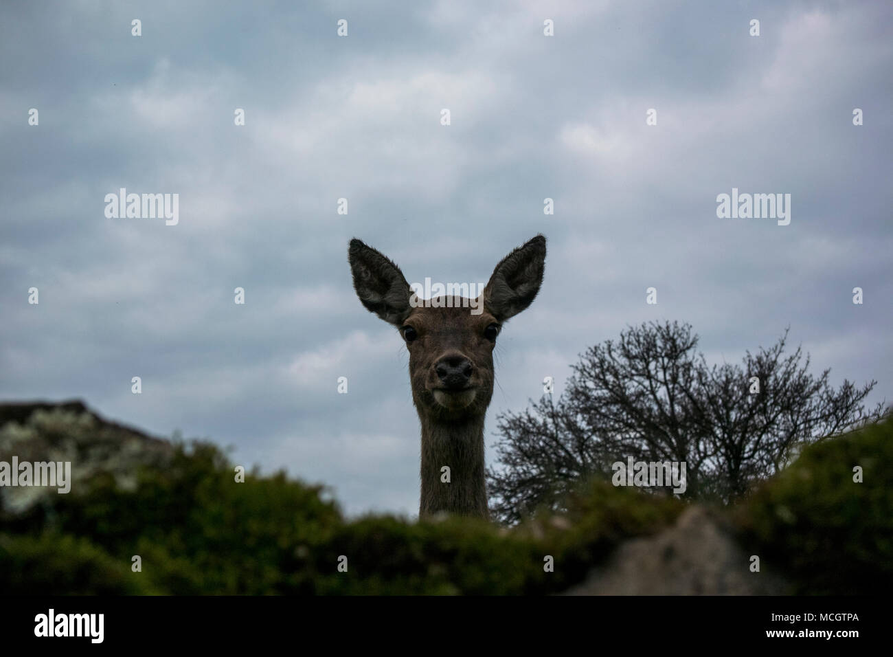 Frau Hirsch (Cervus elaphus) Porträt mit niedrigen Sicht Stockfoto