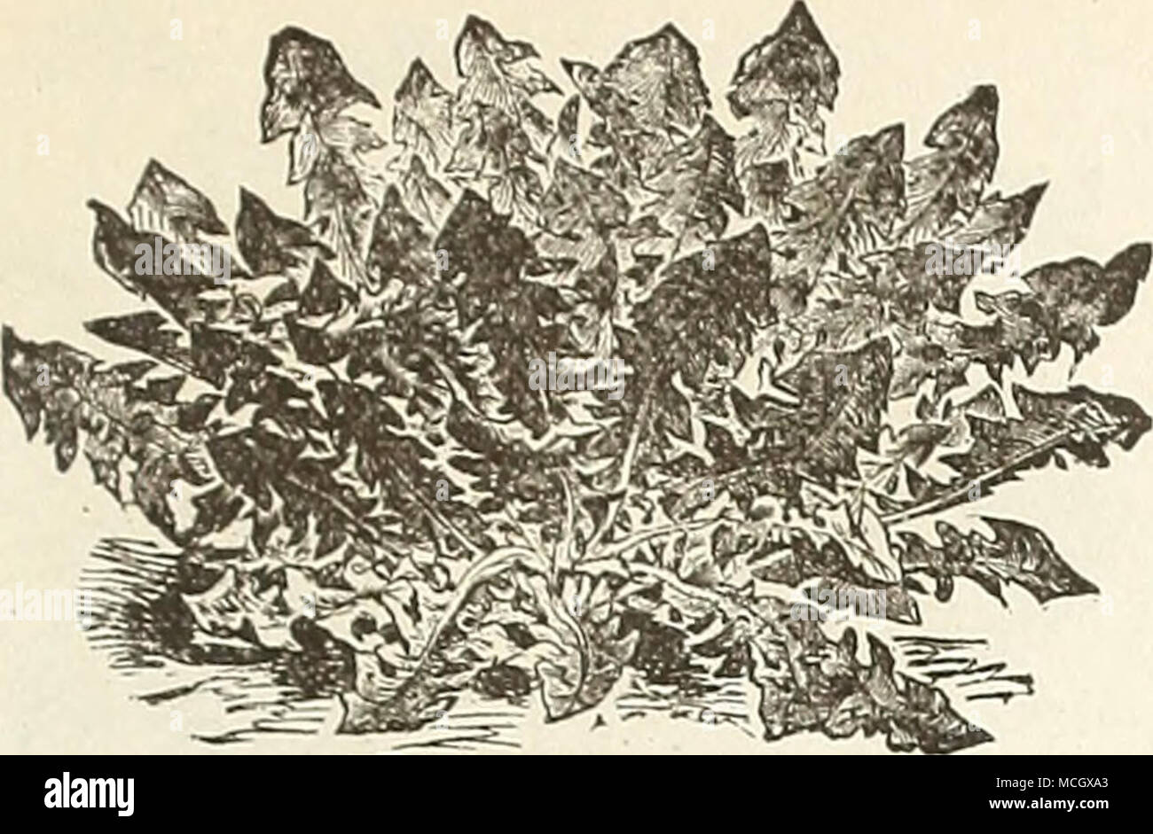 . Imj-kovkd Lakge-Llaved Löwenzahn. Löwenzahn! (Taraxacum Dens-Leonis.) Lowenzahn oder Pardebhnne, Ger. PisscnUt, Fr. Amar-go/i, Sr. Der Löwenzahn ist eine mehrjährige Pflanze, Hardy resemblinsf Endivien, und bietet eine der frühesten und die meisten gesunden Frühling Grüns oder Salate. Die Wurzeln, die wiien getrocknet und geröstet, werden häufig als Ersatz für Kaffee verwendet. Das Saatgut sollte früh im Frühling im Bohrer 12 Zoll auseinander, ich eines Zoll tief und Thin Out bis 6 Zoll in der Bohrer; im folgenden Frühling für den Einsatz fit sein wird gesät werden. Large-Leaved verbessert. Da der Frühling Grüns oder Salat verwendet. Pkt. 10 cts., Stockfoto