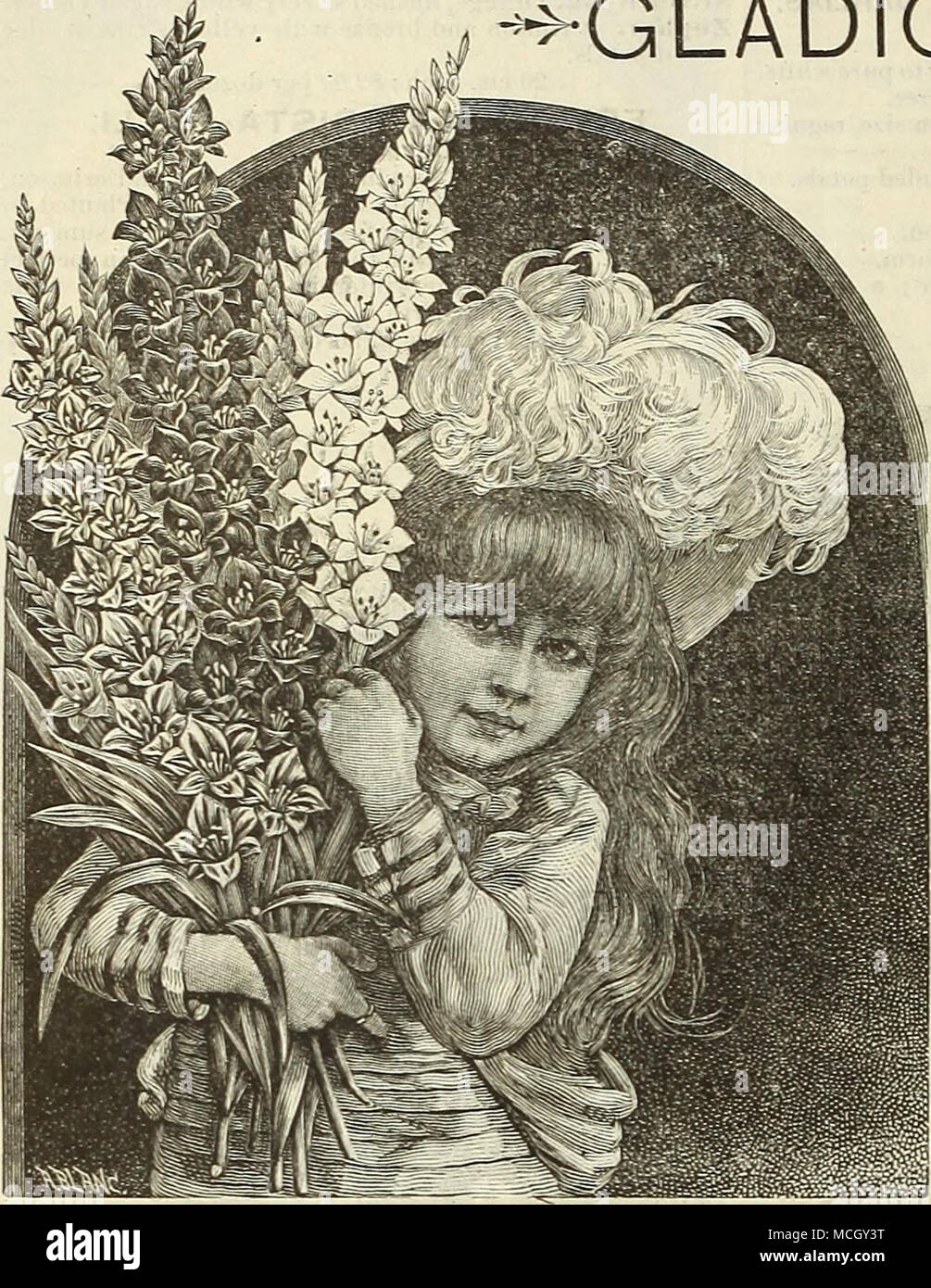 . Ida weiß, getönte Rose, geflammt Carmine, unteren Blütenblätter gelb. Isaac Buchanan. Reines Gelb; eine schöne Blume. La Candeur. Reines Weiß, schwach gestreifte Carmine. Le Poussin. Licht rot, große weiße Fleck. Le Vesuve. Intensive feurig rot; eine reiche Farbe. Leander. Einen schönen Schatten der Lila geflammt Carmine, weiß ich Band in der Mitte jedes Blütenblatt. Mad. Monneret. Zarte Rose, gestreift weiß, Carmine Fleck auf Lachs. Martha Washington. Reines Licht gelb, unteren Blütenblätter gefärbten Rose, langen Stacheln. 15 cts. Jedes; 1,50 $ pro. Unsere Liste von diesem charmanten Blume hat erneut überarbeitet und enthält Stockfoto