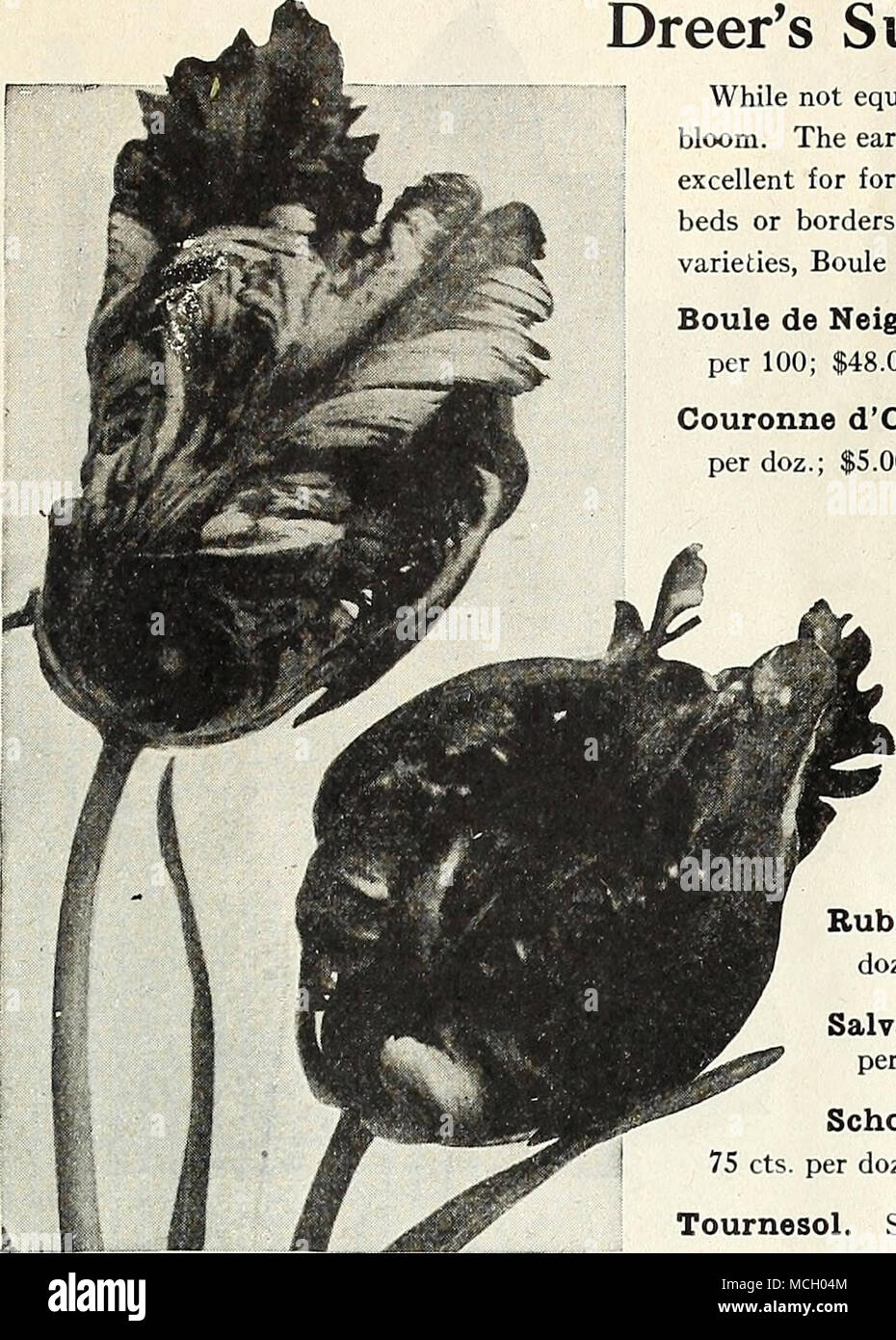 . Papagei oder Dragon Tulpen Dreer hervorragende Doppel blühende Tulpen zwar nicht gleich der Single in Brillanz, die doppelte Sorten viel länger in der Blüte. Die frühen Sorten wie Murillo, Imperator Rubrorum und Bienlein, sind hervorragend für die zwingen. Die späteren Sorten wird nicht zwingen, aber sind sehr wirkungsvoll, Betten oder Grenzen. Eine Kombination oder festen Bett des reinen, weißen und hellen roten Sorten, Boule de Neige und Rubra Maxima, ist besonders efEective. Boule de Neige. Eine wunderschöne weiße Blüte sehr groß. 75 cts. Pro dtz.; $ 5,50 pro 100; $ 48,00 pro 1000. Couronne d'Or (Crote Stockfoto