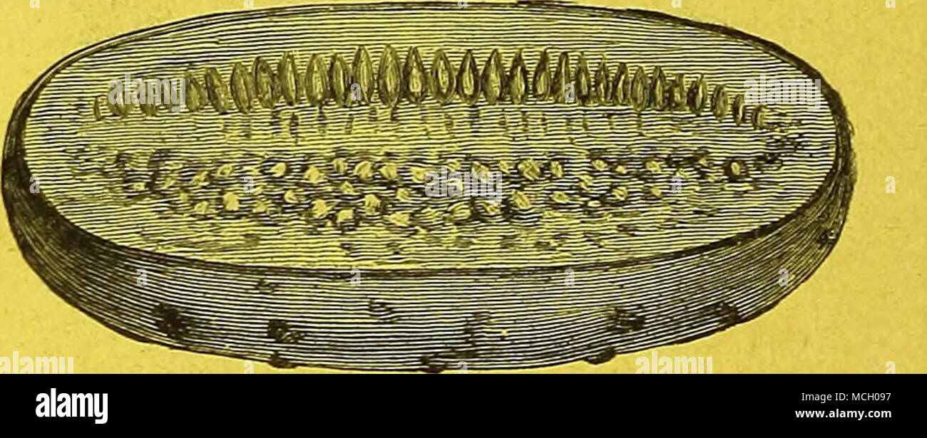 . Nichols' Medium grüne Gurke. Cory Zuckermais. Mame*^&amp; m&amp; £ M&amp;&gt; E@m owsmm 'w. Eine Vielzahl der Boston Markt. Es ist vollständig vier Wochen früher, der viel größeren Wachstums, nicht Feuerbrand so schlecht, noch Samen. Wir halten es für das beste Sorte für frühe Anbau, da es Blanches sehr leicht und sehr viel schneller als die anderen Arten. Wir empfehlen es besonders an jene, die U9e nur in kleinen Mengen und problemlos in andere Arten finden. Es ist knackig, fest, und hat eine ausgezeichnete nussigen Geschmack. Pro Pck., 10 cts.; Oz, 50 cts.; £ lb., $ 1,50. Stockfoto