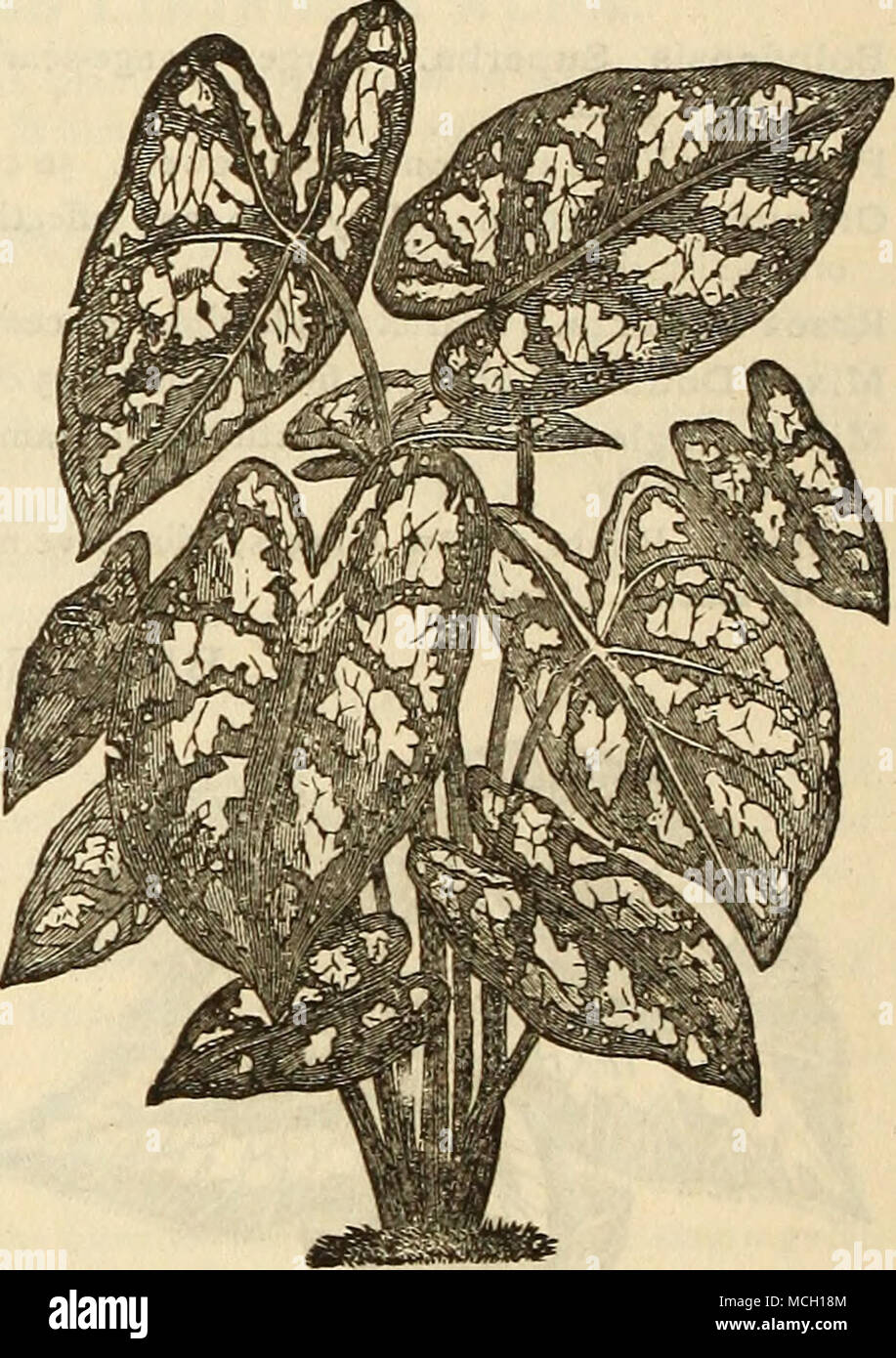 . Mad. Alfred Bleu. Tief grün, weiße Flecken, breiten Adern der Crimson Scarlet. Max Kolb. Grau-Center, mit hochroten Flecken. Meyerbeer. Weiß, Venen grün, Mitte Rippen rot; in Ordnung. Milton. Rote Adern auf grau, hochroten Flecken. Murillo. Zentrum und Adern rot metallic, Crimson. Napoleon III. Geflammt crimson Zentrum auf grünem Boden. Newmani. Grün, beschmutzt Rose. Onslow. Deep crimson Center, mit gespaltener Strahlen und Carmine Flecken. Porphyraphylla. Reich violett lila Rippen und Adern. Prinz Albert Edward. Grün, Crimson, Mittelrippe und Venen punktiert mit Elfenbein Weiß, Schwarz leafstem; extra. 50 Cent. Reine Stockfoto