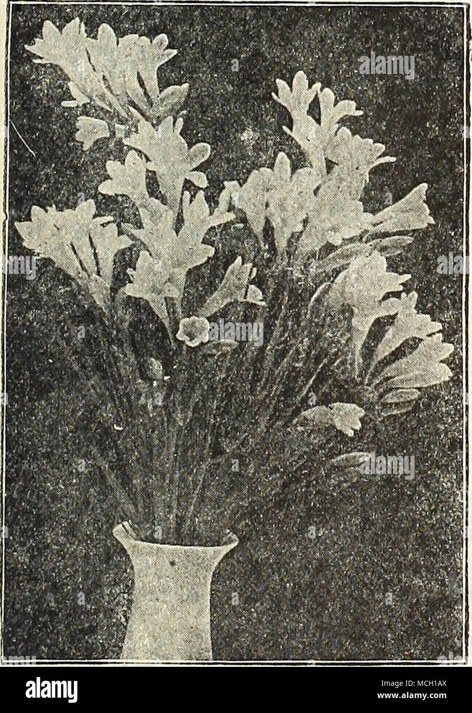 . Freksia Refracta Alba FREESIEN. Dies ist eines der schönsten Kap Glühbirnen, besitzen eine besondere Gnade der Form, Duft ist herrlich, ein pot von einem Dutzend Lampen nicht ausreicht, um ein ganzes Haus Parfüm zu. Als Schnittblumen sind sie extrem wertvoll sind; die unex-pended blüht, Eröffnung im Wasser, füllen die Luft mit dem Nio, t zarter Duft und ihre Ausdauer ist reelly bemerkenswert. Zwingen Sie sehr leicht und kann in der Blüte im Januar hatte und in Folge weiter bis Juni. Wenn Topfpflanzen sollten diese nicht an einem dunklen Ort platziert werden, wie die meisten anderen Glühbirnen, sondern sollte gesetzt werden Stockfoto