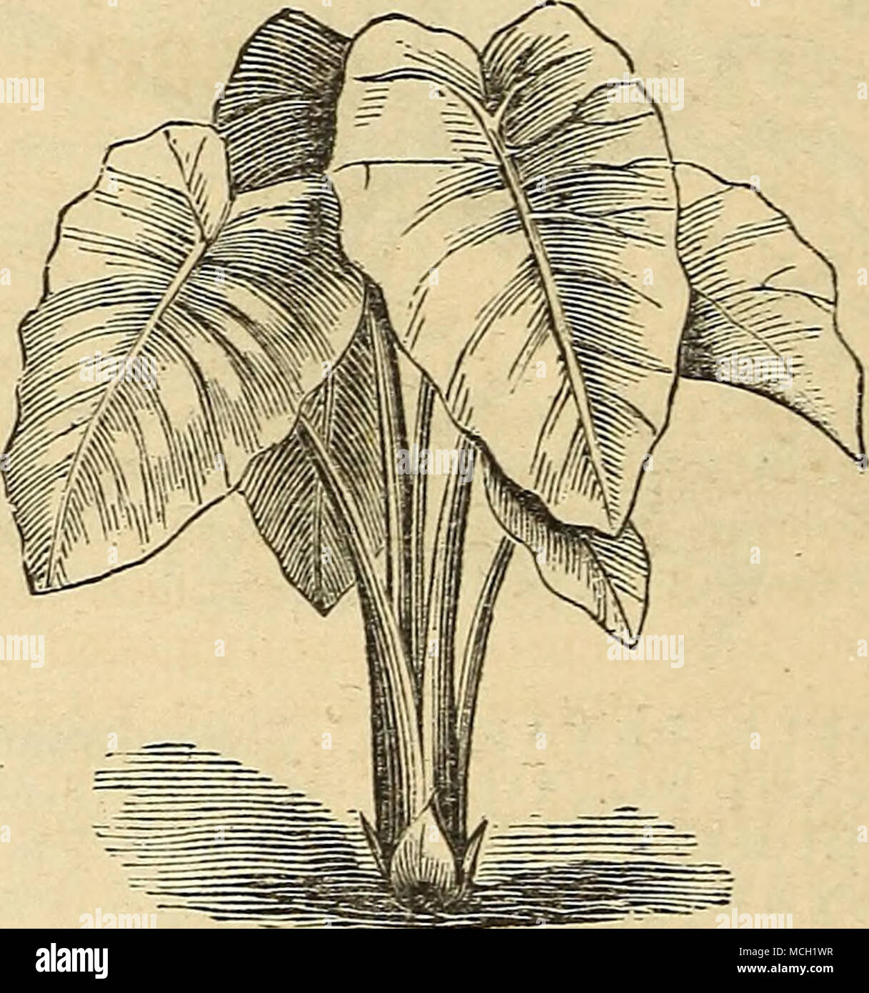 . PHORIVIIUIV! TENAX - Neuseeland Flachs. Langes Schwert - wie immergrüne Blätter, geeignet für ornamentale Gruppen oder Vasen; ueirly Hardy, und können in einem Keller überwintert werden. $ 1.00. VARIEGATA. Wunderschön gestreifte Laub; grosse Exemplare. $ 2 bis $ 5. WIGANDIA CARACASANA. Ein stattliches Zierpflanzen, mit sehr großen hell-grüne Laub, bedeckt mit haarigen - wie Stacheln; eine feine pyramidenförmige Spitze des violetten Blüten. 50 cts. Weiß (Silber) GRÜNPFLANZEN. Bilden einen schönen Kontrast mit Achyranthus Alternantheras, Coleus, und anderen Grünpflanzen. ACHYROCLINE SAUNDERSONI. Neue Zwerg Silber - Laub, re-sembling Box edgin Stockfoto