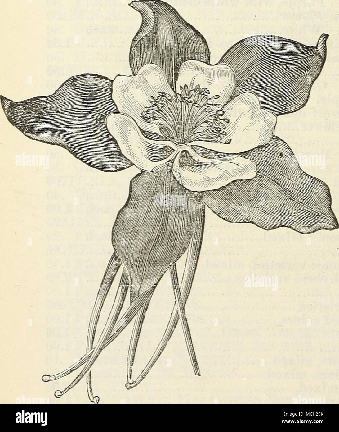 . Colvjibine EocKV Berg. AQUILEGIA CCERU-LEA{Rochy Mountain Co-hanbine). Unter hardy mehrjährige Pflanzen dies kann als einer der feinsten geordnet werden. Die Blumen, die Maßnahme 3 Zoll im Durchmesser; die äußere fünf Blütenblätter, sowie die lange Sporen, sind von einem schönen Violett Blau; die inneren Blütenblätter sind Reinweiß, bilden eine erfreuliche Con-irast 20 cts. AQUILEGIA CHRY - SANTHA (Golden Sjnirred Columbine). Ein schöner Lardy mehrjährig von den Rocky Mountains, ein stark wachsendes sjjecies, bildet buschige Pflanzen 4 m hoch, pro-risikoverringerung frei alle Sommer eine Fülle von leuchtend goldgelbe Blüten 25 cts. Stockfoto