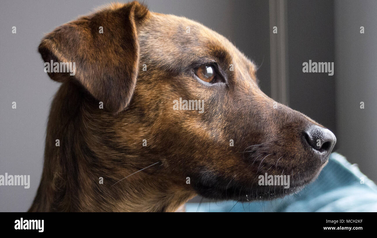 Nahaufnahme von einem goldenen Braun gestromter Mantel Hund suchen ein  Fenster auf einen kühlen Frühlingstag Stockfotografie - Alamy
