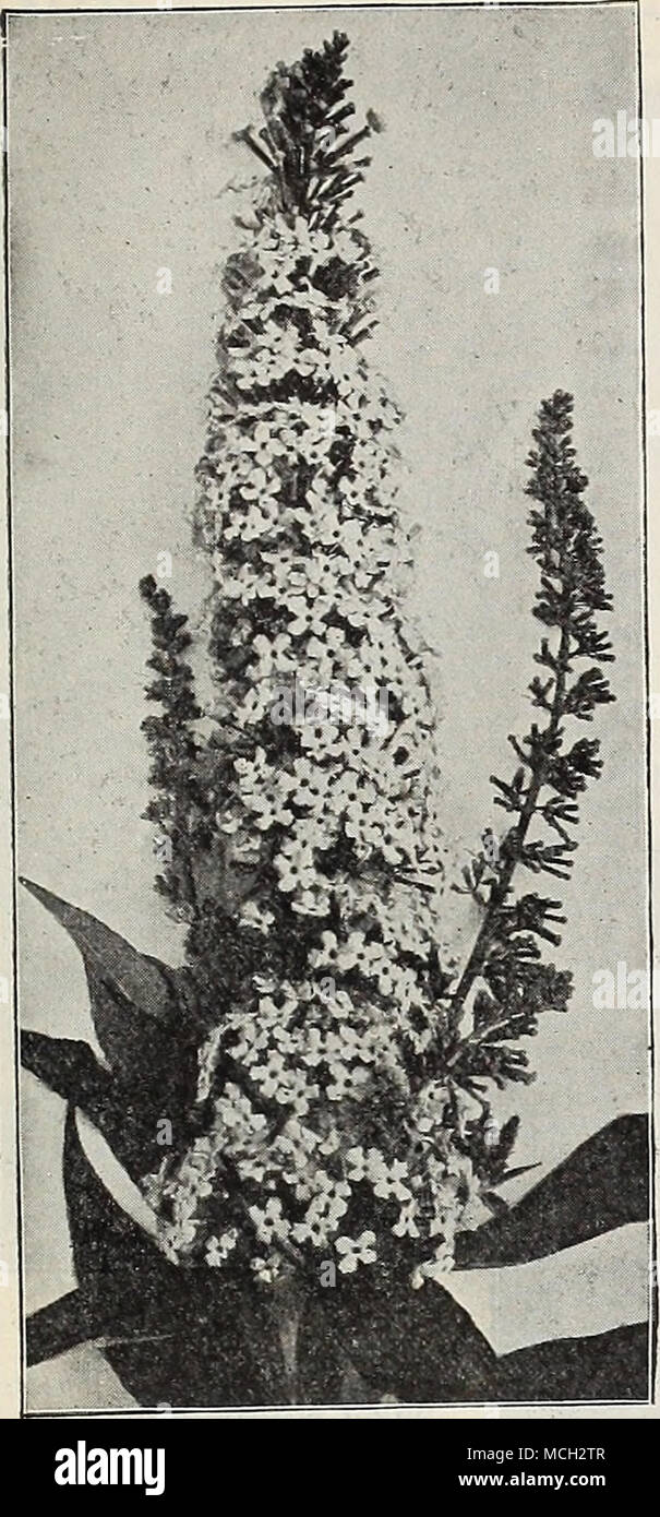 . BUDDLEYA VEITCHIANA. Aralia Pentaphylla. Eine hübsche Japanische Strauch, von mittlerer Größe und des raschen Wachstums, mit feinen gelappt palmate Blätter von einem blassen Grün, Zweige mit Dornen eingerichtet. 25 cts. Jedes. Â Spinosa (Hercules Club, Angelica Baum, oder Devil's Walking-Stick). Eine einzigartige native baumartige Strauch, von 10 bis 15 Fuß hoch, mit sehr stachelige Stängeln, gefiederten Blättern und Rispen von weißen Blumen im Monat August, eine ungerade tropischen aussehende Pflanze. 50 cts. Jedes. Andromeda Mariana {Lilie der Vadey Strauch). Der Zwerg, niedriges Wachstum, Lager Anfang Juni Blütenrispen wächserne Wh." e Dro Stockfoto