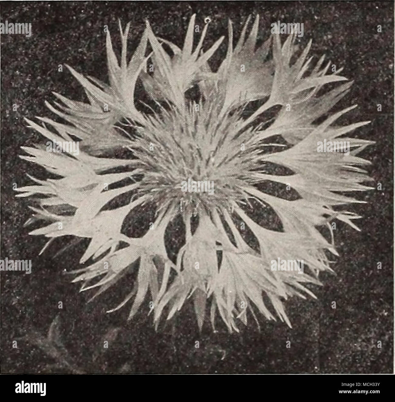 . Achillea Boule de Neige. Achillea Ptarmica El. PI. "Boule de Neige" (Verbot von Schnee). Achillea "The Pearl" Lange hat einer unserer beliebtesten weiß blühenden Stauden. In dieser neuen Sorte wir haben ihr Gegenstück in jeder Weise, mit der Ausnahme, dass der Flow-ers sind mehr perfekte Form, mit fuller Zentren, die es ap - Birne reiner in Farbe. (Siehe .) 25 cts. Jedes; £ 2,50 pro Doz. Aetheopappvs Pulche. uml-s. PULCHERIMUS AETHEOPAPPUS. Dies wird nicht nur eine wertvolle Pflanze für den Garten decora - "beweisen. ion, wird aber ebenso wertvoll für das Schneiden. Die Fördermenge Stockfoto