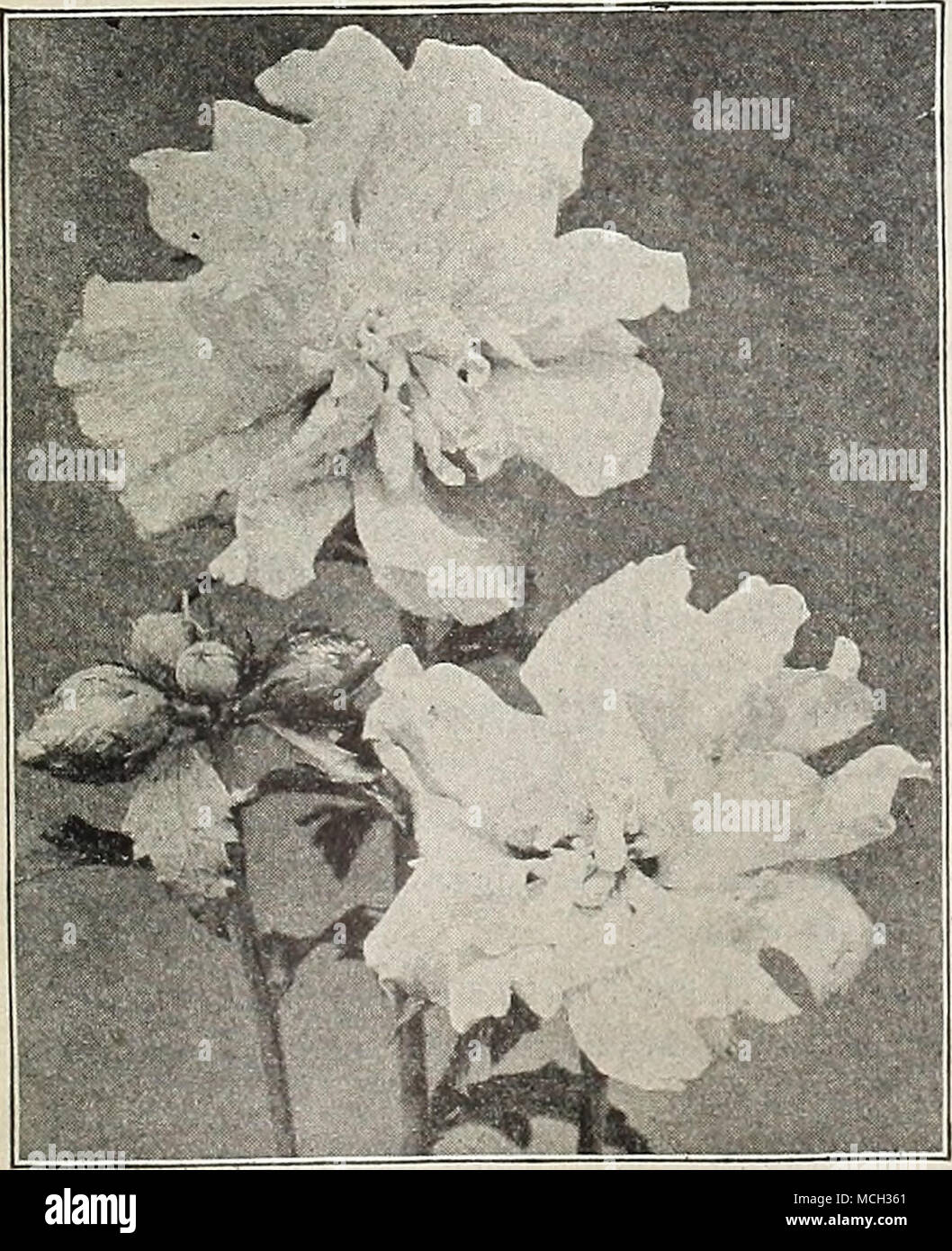 . Althe. Rubra Plena. Aralia Pentaphylla. Eine hübsche Japanische Strauch, von mittlerer Größe und des raschen Wachstums, wilh rlnelobed palmate Blätter von einem blassen Grün, Zweige eingerichtet wilh Stacheln. 25 Els. Jedes. - Splnosa (Hercules Club, Angelica Baum oder DeviPs Walking-Stick). Eine einzigartige native baumartige Strauch, von 10 bis 15 Fuß hoch, mit sehr stachelige Stängeln, gefiederten Blättern und im-mense Rispen von weißen Blumen in den Monat August; eine ungerade, Tropi-cal-aussehende Pflanze. 50 cts. Jedes. Azalea Hollis. Eine schöne Art aus Japan, mit großen Blüten in verschiedenen Farben Gelb, Orange, karminrot Stockfoto