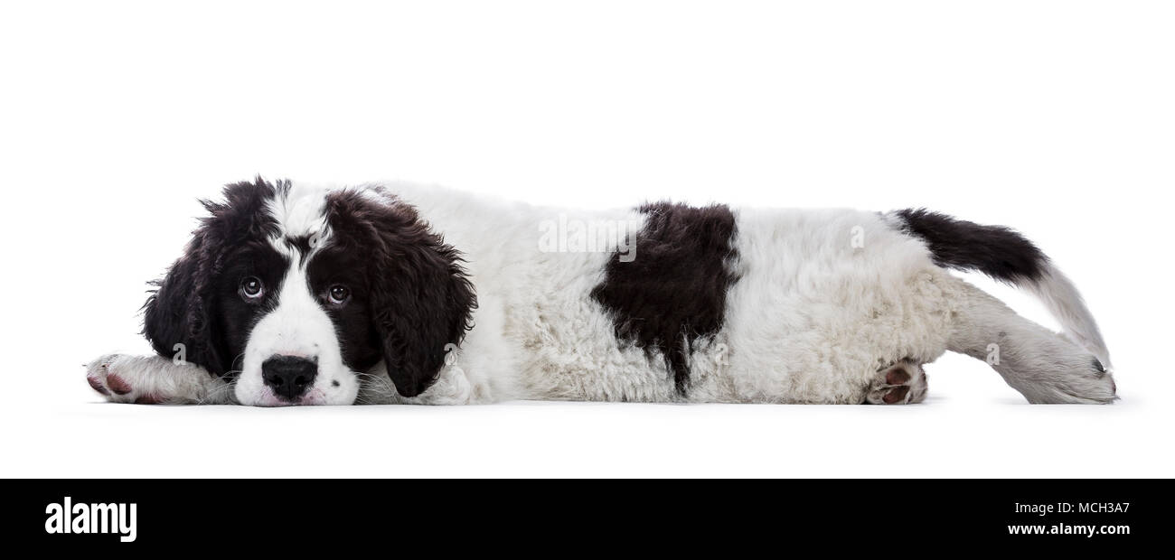 Süße schwarze und weiße Landseer Welpen/Hund zur Seite, mit dem Kopf auf die Pfoten auf weißem Hintergrund schaut unschuldig in die Linse Stockfoto