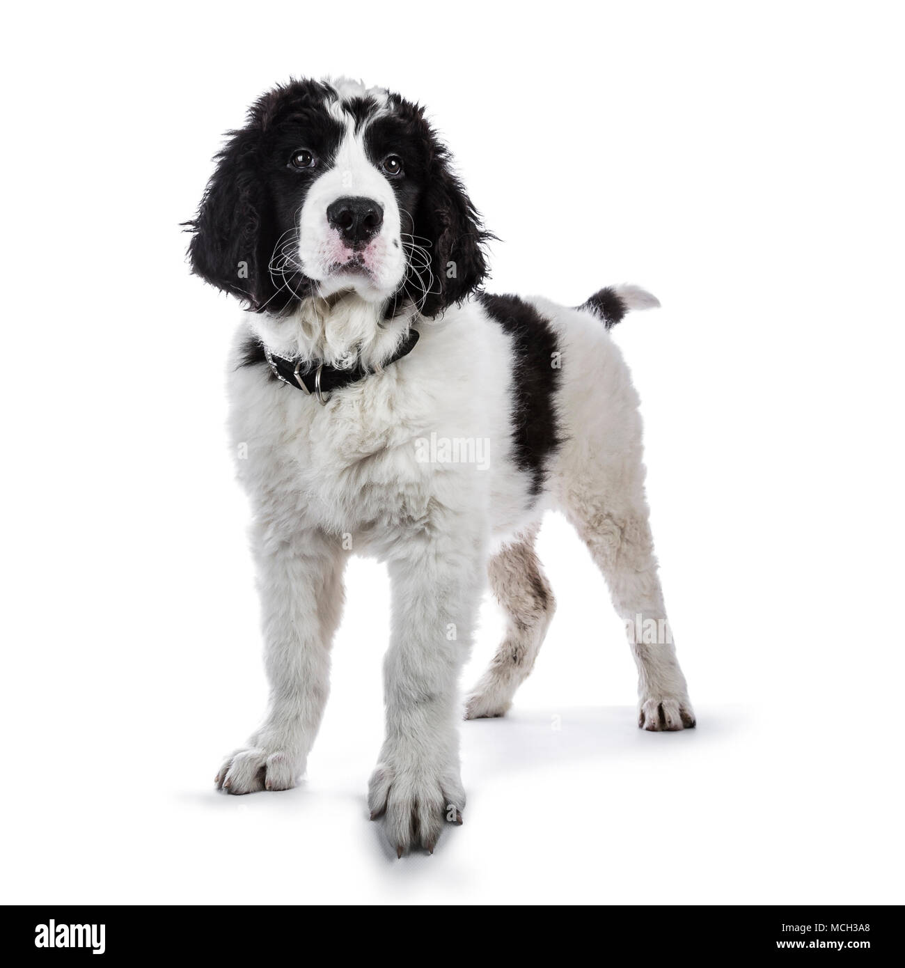 Süße schwarze und weiße Landseer Welpen/Hund stehen isoliert auf weißem Hintergrund neben Objektiv Stockfoto