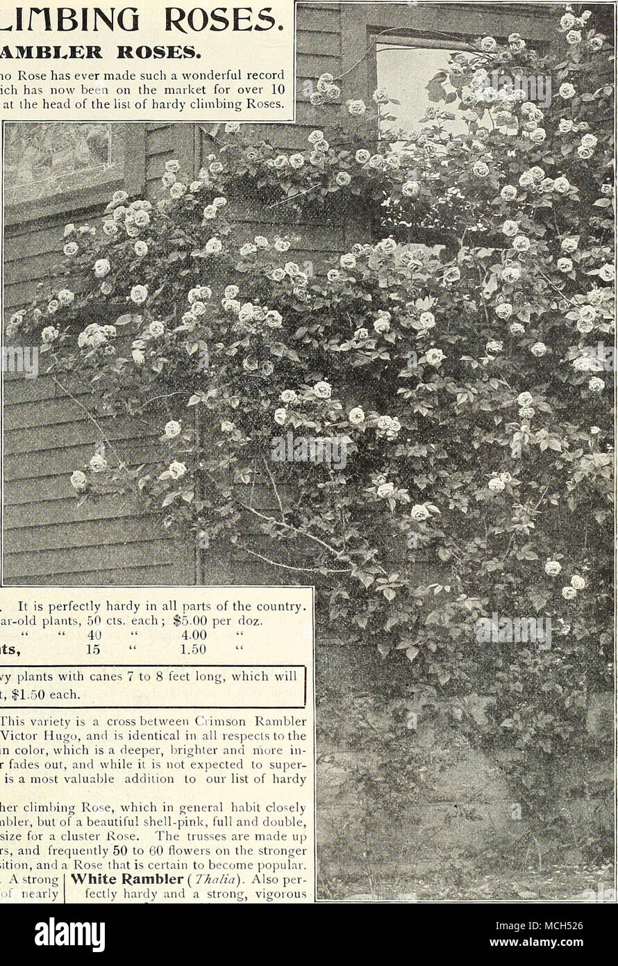 . HARDY CLinBINQ Rosen. Der RAMBLER ROSE 8. Im Rennen um die Beliebtheit keine Rose hat jemals solch eine wundervolle Datensatz als der Crimson Rambler, die jetzt auf der maiket Seit über 10 Jahren hat, und ist wahrscheinlich an der Spitze der Liste von haidy chnibing Rosen zu bleiben. Tho andere Rambler Sorten, in einigen Cata beschrieben sind - logues als Gegenspieler des Crimson, außer in Farbe; aber, mit Ausnahme der Philadelphia Rambler, werden Sie nicht so enge Erbgutvergleiche, da ihre Blumen fehlen Qualität und Ausführung tragen. Sie sind jedoch völlig unterschiedliche und ausgezeichnete Rosen, und verdienen einen Platz in Ev Stockfoto
