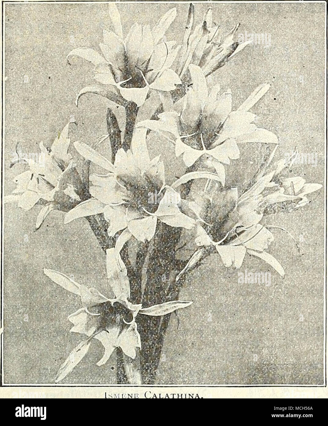 . (1 I H INA. Flaiiiiiiea. Ein saftiges Grün - Haus Pflanze, von 15 bis 18 cm hoch und im Hochsommer große Terminal verzweigte Staats sehr attraktiven Flamme - farbige Blumen, die zuletzt im Guten^^ Zustand für eine lange Zeit zu produzieren. 25 cts. Jedes. Jasminum Gracillimum. ISMENE CAI. ATHINA. (Pancrati urn.) einen großartigen Sommer - blühende Stier), die während der gesamten Saison große Amaryllis - liive, rein weissen, duftenden Blüten. Die Lampen in einem trockenen, warmen Platz halten, und plant, im Juni. Lampen können bis im Oktober, und nach ein paar Wochen Ruhe, vergossen und in dem Haus in Wi geblüht Stockfoto