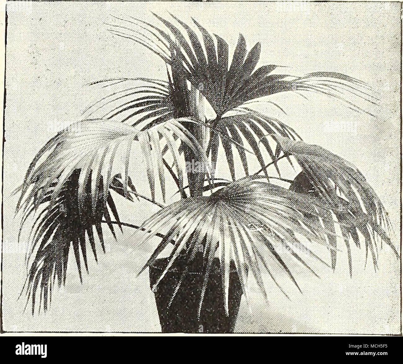 . Phcenix Canariensis. I.A rANIA BoiO'. Ich TINTE A Plicenix Reclinata. Eine stark wachsende Form der Dattelpalme, dunkelgrün, glänzendes Laub. 4-Zoll-Töpfe, 10 bis 12 cm hoch 35 cts. eacb. 5" 15 75 Plicenix Roebelenii. Wir bieten eine begrenzte Li) t junger Sämling Pflanzen in-2 J-inck Töpfe, die Ju sind &gt;t Anfang Charakter dieser die Besten der Gattung zu zeigen. 50 cts. Jedes. Plioenix Rupicola. Dies ist eines der anmutigsten unter den kleineren Palmen, mit weite Verbreitung, gefiederten Blättern, breit Lanze - in Umrissen geformt, mit langen, schmalen Pinna?. Gute, starke Jugendliche |) lants, in 4- Stockfoto