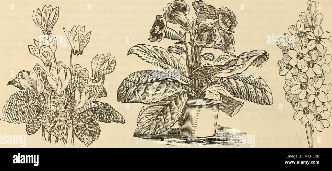 . CYCLAMEN. Die GLOXINIA. Ca. la. d. Ich: Lm-s. Diese Klasse von wunderschönen bunten Laub Pflanzen, breitrandig und zart mit verschiedenen Farben nachgezeichnet, und Elegant beschmutzt und fleckige, sind sehr schön, wenn sie allein oder mit anderen Pflanzen vermischt. Als dekorative Pflanze, Sie sind unübertroffen, für das Gewächshaus oder Wintergarten im Sommer. Sie erfordern einen feuchten, warmen Temper - Ifen; große Sorge muß in ihren früheren Stadien des Wachstums ergriffen werden, Verfall der Knollen zu verhindern, oder Dämpfung otf. Die Knollen können am besten im Winter in Anthrazit (Lust in einem warmen Raum aufbewahrt werden, und es muss Stockfoto