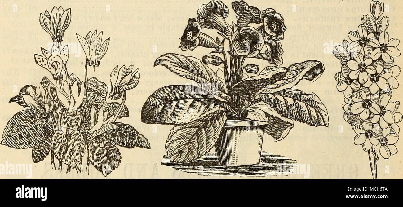. CYCLAMEN GLOXINIA. Cala-d. Iia. rrLS. Diese Klasse von wunderschönen bunten Laub Pflanzen, breitrandig und zart mit verschiedenen Farben nachgezeichnet, und Elegant beschmutzt und fleckige, sind sehr schön, wenn sie allein oder mit anderen Pflanzen vermischt. Als dekorative Pflanze, Sie sind unübertroffen, für das Gewächshaus oder Wintergarten im Sommer. Sie erfordern einen feuchten, warmen Temper - Ifen; große Sorge muß in ihren früheren Stadien des Wachstums ergriffen werden, Verfall der Knollen zu verhindern, oder Dämpfung aus. Die Knollen können am besten im Winter in Holzkohle Staub in einem wnrm Zimmer erhalten werden, und es muss s Stockfoto