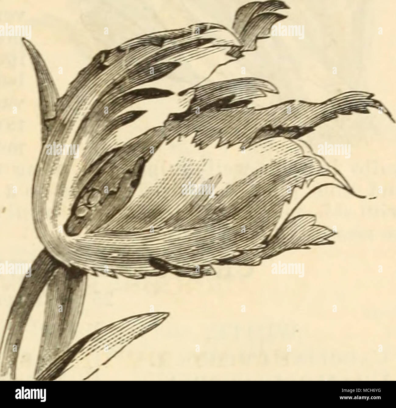 . Van der Neer. Violett, große, fein. 15 1.50 Vekboom. Scharlach, feine Form 08 O. SO Vermilion Brillant. Splendid ich britfht Zinnoberrot, sehr fein 10 AVouwERMAN. Dunkles violett, groß. 15 Wapen van Leiden. Weiß, Auto-Mine entdeckt 05. Yj. oyj | PARROT TULPEN. Große Blumen, mit Fransen Kanten, die meisten bril-liant Dunkelrot und Gelb, mit Schattierungen von hell grün, neugierig vermischt und vielfältige; einzigartige und malerische; sind fein für Grenzen, und wenn sie in Massen gepflanzt erzeugen eine wunder-schön und effektvoll. Jede. DOZ. Admiral von Konstantinopel. Rot, gestreift mit orange 06. $ 0,60 Gloriosa. Gelb, Str Stockfoto