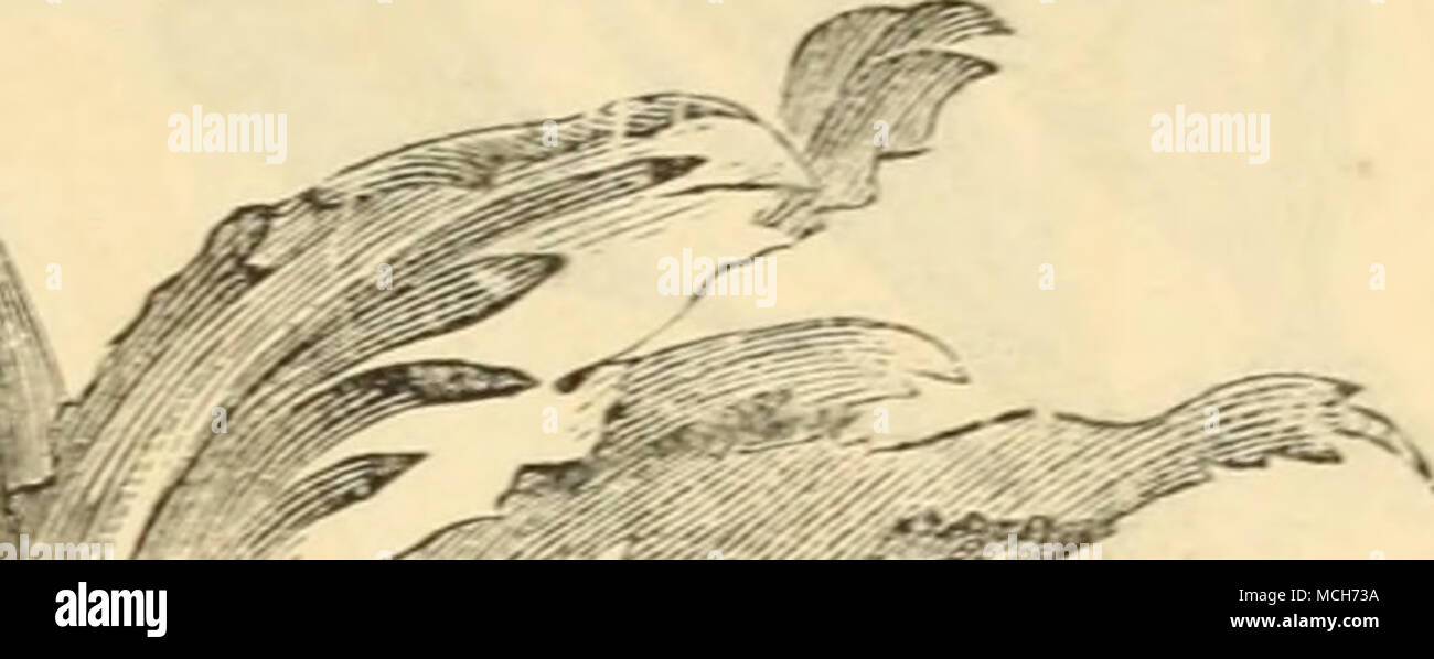 . * Jeder Van den Vondel. Rot und Weiß, groß, extra fein 20 $ 2.00 Van der Xeer. Violett, große, fein. 20 2 l YerbOOM. Scharlach, Rauchgas Form 08 Vfrmilion Brillant. Splendid hell Zinnoberrot, sehr fein 15 1,50 Y&lt; Â" uwerman. Dunkles violett, groß. 2 j 2. u 0. vapen Yah Leiden. Weiß, Auto - Mein beschmutzt 08 US S0 | PARROT TULPEN. Große Blumen, mit Fransen Kanten, die meisten bril-liant Dunkelrot und Gelb, mit Schattierungen von hell grün, neugierig vermischt und var: die einzigartigen, malerischen; sind fein für Grenze -, und wenn sie in Massen gepflanzt erzeugen eine wunder-schön und effektvoll. Jede. IXjZ. Admiral von Const Stockfoto