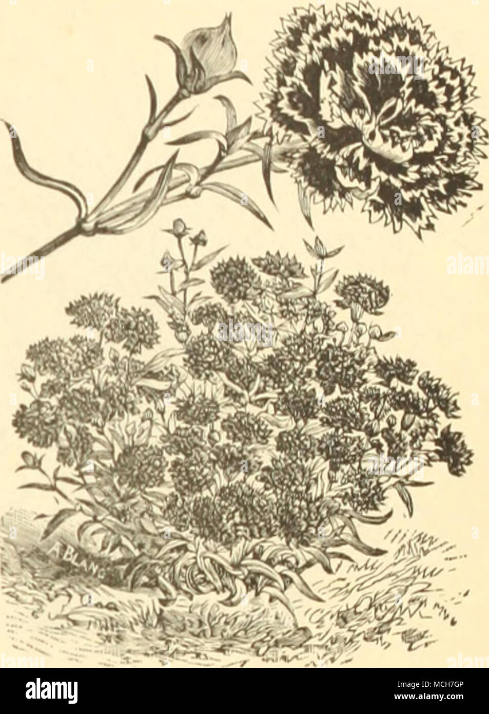 . DiANTHTB, MOUKNINO Umhang. Dahlie. - fortgesetzt. Single Tom Thumb Datura fastuosa lluberiana arborca simplex Füllhorn, gemischtes Doppel golden Delphinium Cashmerianum liMum (Bee Laris/'Ttr) formosum Zalil nudicaule (Sulp/iureum) hybridum einzigen gemischten "double" Dianthus Doppel-, Chincnsis, gemischte lleddewigii, gemischt.... "Trauer Mantel Schneeball diadematus gemischt.... lacinialus".... Imperialis".... "Fireball". . Tr. pkt. 20 25 20 10 15 50 10 15 50 50 10 50 10 20 20 20 20 20 10 15 Oz. 75 75 30 40 3 00 25 50 3 00 3 00 20 2 50 20 75 75 75 75 75 30 50 Stockfoto