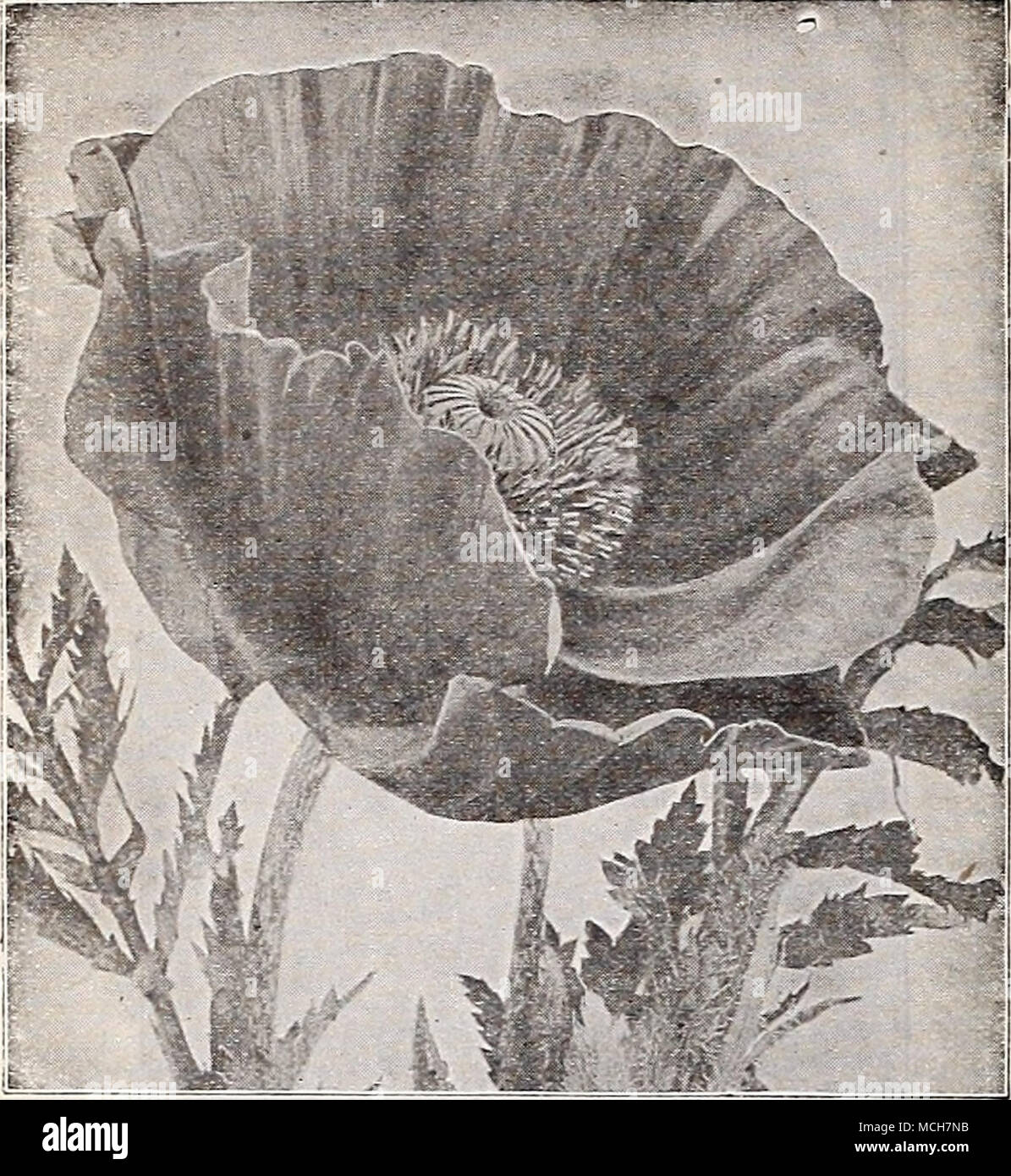 . Oriental Poppy Nepeta Olauve Katzenminze) Mussini. Gepflegte Büsche von kleinen Lavendel - wie Laub mit Terminal spikes In hellem Lila Blüten, Blätter und Blüten aromatischen. Mai-sept. 1ft. Splendid für Betten, Kanten oder rock garden. Handel pkt., 50 cts. s oz., $ 2.50. (Oenothera Missouriensis Nachtkerze) (Macroearpa). Eine herrliche Hardy pro-ennial Für eine exponierte, sonnige Lage entweder an der Grenze oder im Steingarten. Große gelbe Blumen, Fre- 5 Zoll im Durchmesser, frei hergestellt von Juni bis August. 12 Zoll. Handel pkt., 50 cts.; oz., $ 3,00. Mohn Papaver nudicaule (Island) Coo Stockfoto
