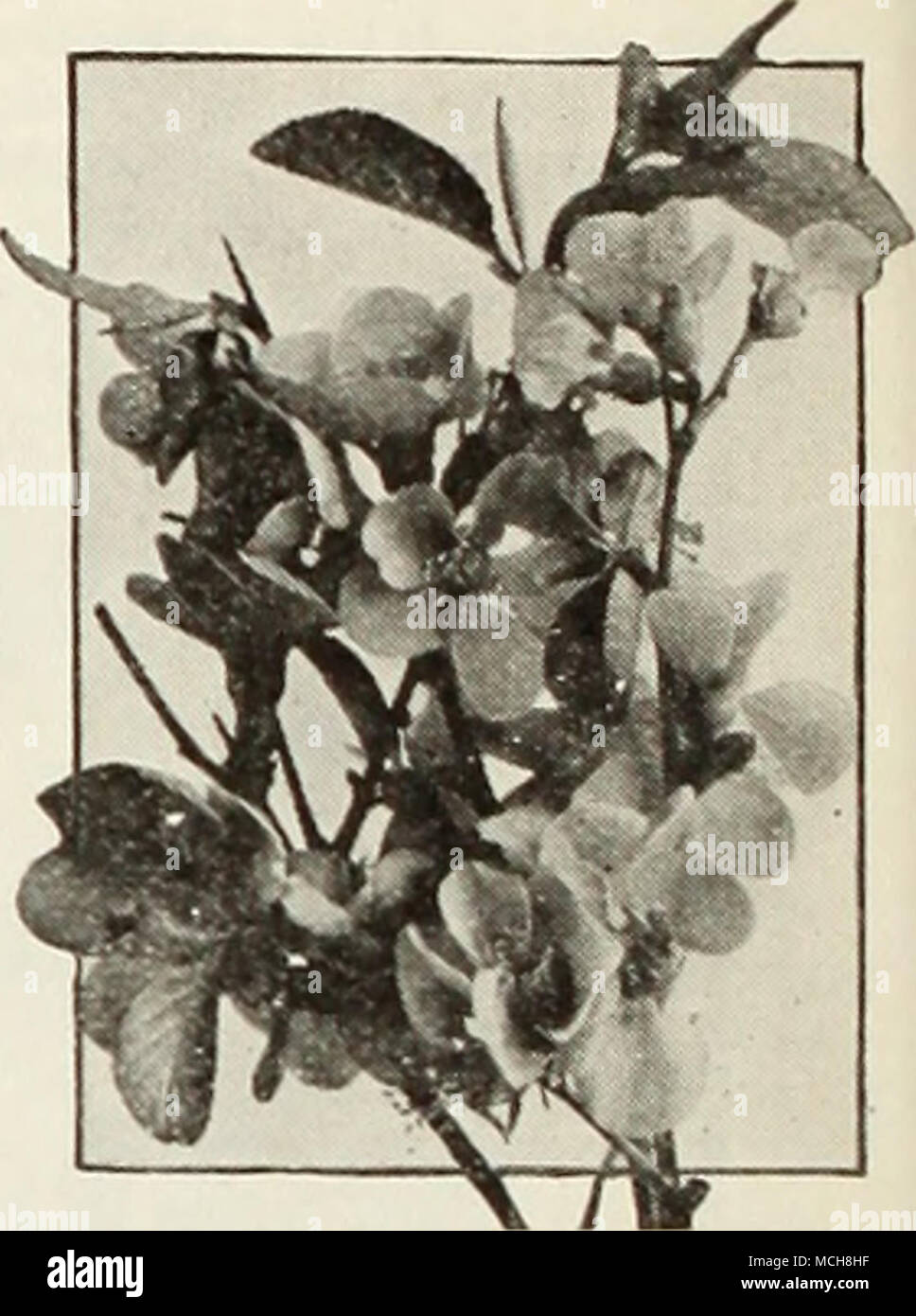 . Pyrus - Cyrfonia Japonicus japanische Quitte (M) eine sehr auffällige und beliebten Strauch, die schillernden scharlachrote Blüten im zeitigen Frühjahr. Hardy und sehr an Bodenhaftung, auch wenn sie nicht in der Blüte. Eine perfekte Absicherung auf die heikle Natur ihrer Zweigstellen. Wenn etablierte die Pflanzen sind eine Farbenpracht der blühenden Jahreszeit. Starke Pflanzen, Größe 2 Fuß, 60 c Jeder. Pyrus japonicus" RYkXlS - Sumach (T) Cotinus (lila MisI, Smoke Tree). Eine sehr attraktive Strauch gepflanzt als einzelnes Exemplar oder in der Mixed border, bilden eine große Pflanze, die im Hochsommer mit großen Clustern o abgedeckt ist Stockfoto