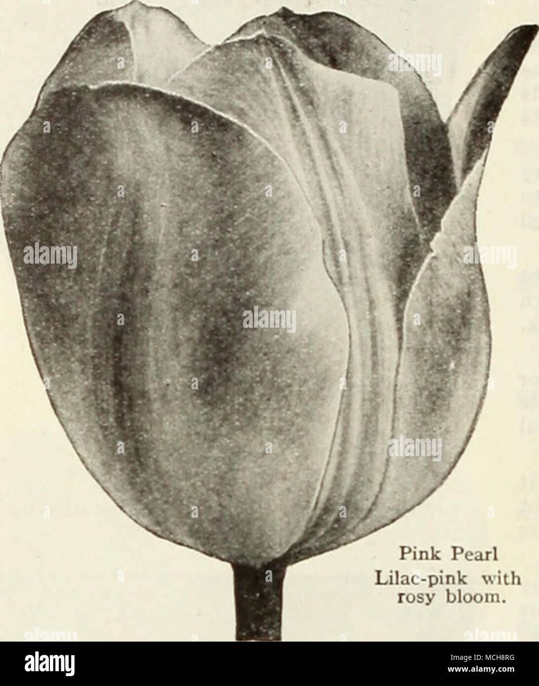 . Rosa Perle lila-rosa mit rosigen Blüte. Herrliche, neue Züchter Cherbourg. Eine wirklich Bemerkenswerte neuere Züchter Tulip com - bining Größe, Kraft, Ami stattliche Gewohnheit. Die Farbe der Wohlgeformten Blüten ist tief Goldgelb mit einem sufiused scintil-lating metallischen Glanz der hellen terra-cotta, 32 Zoll. 3 Für 52c, 12 für Si. 75; 100 für $ 13.00. Dillenberg. Lachs-orange schattiert mit Rose, eine glitzernde Masse von Farbe, wird sofort das Auge anzieht. Die Blüten sind groß, schön geformten und lange aufgehalten. 25 Zoll. 3 Für 34 c; 12 für $ 1,15; 100 für 8,00 $. Indian Chief {Meyerbeer). Eine edle neue T Stockfoto