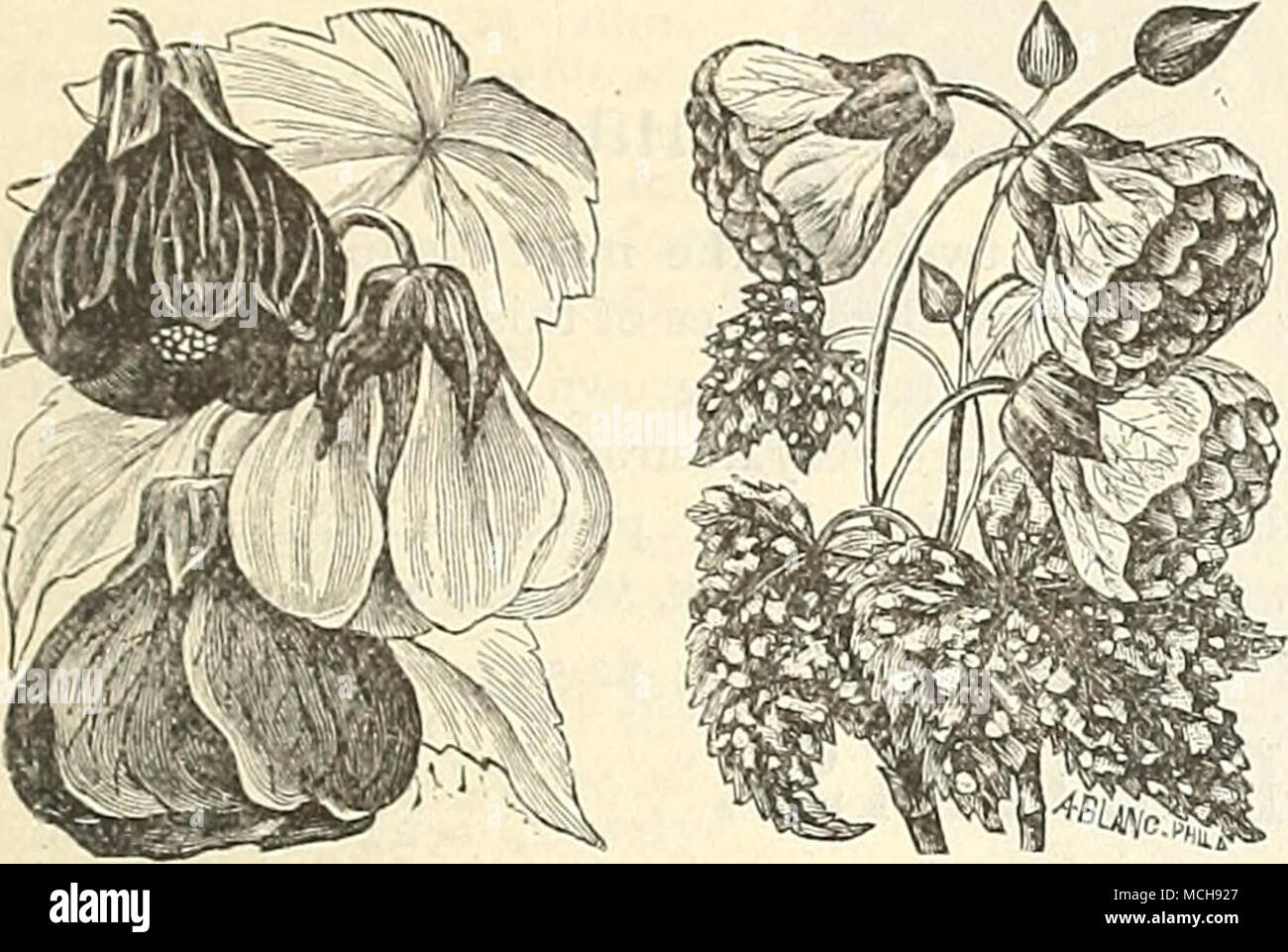 . Hybrid Abutilons Thompsoni Plena. Abutilons. Golden Fleece. Ein helles gold-gelben Abutilou der starken, kräftigen Gewohnheit und Sehr reichblühend. Es wurden eine Reihe von gelben Abutilons in - während der letzten Jahre troduced, aber sie alle fehlte Reichtum der Farbe; die Vielfalt jetzt Angeboten kombiniert große Größe, form und Tiefe der Farbe - ing und die führende 3'ellow geworden. 25 Cent; $ 2,50 pro Dutzend. Aureum Maculatum. Grün und Gelb meliert Laub, Blumen gelb, Geädert mit Crimson. Boule de Neige. Feine, Reinweiß, freie Entfaltung. Brillant. Helles Rot, kostenfreie Zwerg Stockfoto