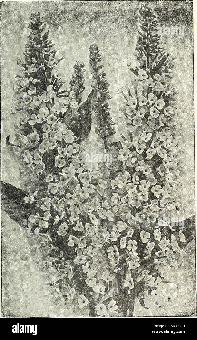 . Der Sommerflieder (Schmetterling Strauch) Japanische Floweriog Kirschen der Anzeige von japanischen Blühende Kirschen in Washington, D.C, im frühen Frühling ist eine der großen Sehenswürdigkeiten unserer Hauptstadt und zieht jährlich tausende Besucher an. Diese Kirschen sind unter den Ersten, die Bäume zu Blume in voller Blüte Anfang April kommen. Die verschiedenen Sorten Einzel- und Doppelzimmer die Blütezeit für vier Wochen verlängern, das attraktive 1-blühenden Sorten in Bloom zuerst durch die doppelte Art gefolgt. Sie sind vollkommen winterhart und wird in fast jedem Ort gelingen. Wir bieten acht Wahl vari Stockfoto