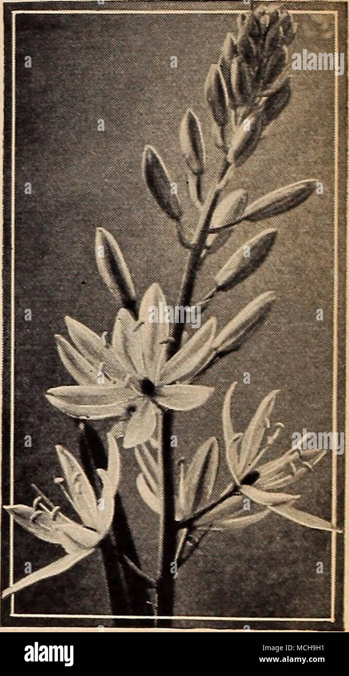 . Camassia Leichtlini^ Für 36c Schatztruhe von Hardy Blumenzwiebeln, die Blüte im Frühling, Sommer, Herbst & Amp; Hardy Lampen bringen in unseren Gärten eine Fülle von bunten Blumen. Alle von ihnen sind einfach zu wachsen und die Blüte im Frühjahr sind besonders willkommen. Obwohl sie sind klein, Sie wirklich schön sind. Zum Beispiel Iris reticulata, die uns begrüßt, kurz nachdem der letzte Schnee geschmolzen ist. Scillas und Hyazinthen weiterhin die Prozession mit Anemone, Calochortus, Camassia, Erj 'thronium, Leucojum, Ranunkeln und die Niederländische, Spanische und Englische Iris eine s Stockfoto