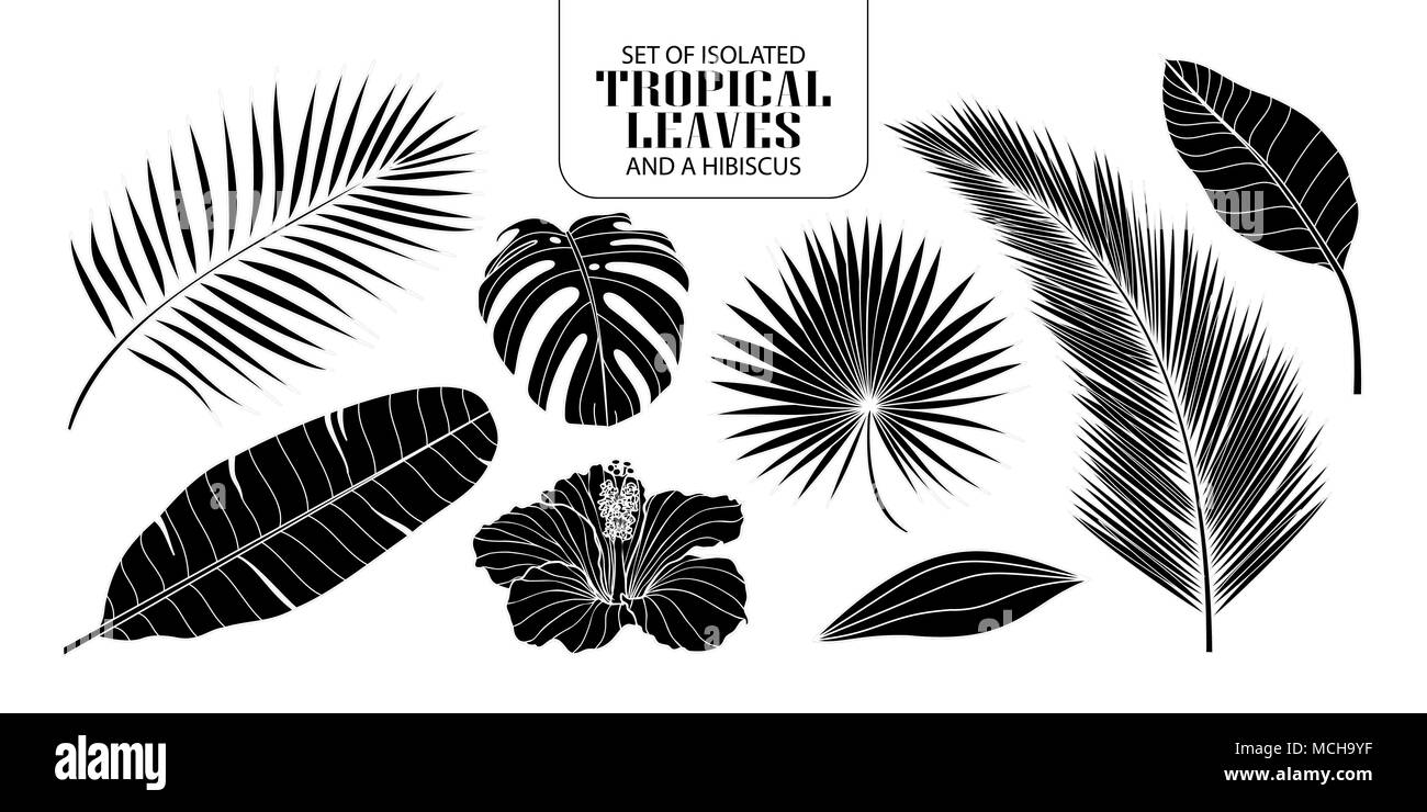 Eingestellt von isolierten Silhouette tropische Blätter in 8 Styles und ein Hibiskus. Vector Illustration der botanischen in Weiß und Schwarz auf Weiß zurück Stock Vektor