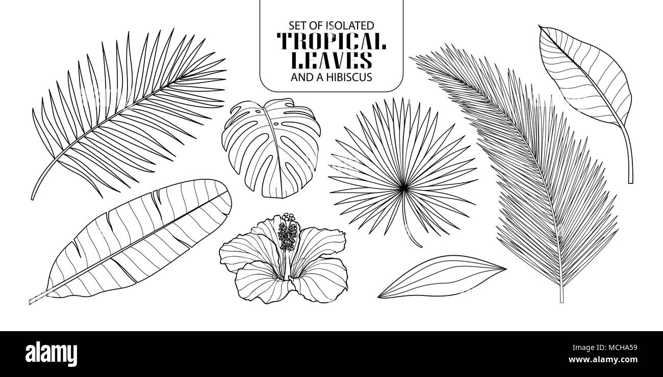 Eingestellt von isolierten tropische Blätter in 8 Styles und ein Hibiskus. Vector Illustration der botanischen in schwarzer Umriss und weißen Ebene auf weißem Hintergrund. Stock Vektor