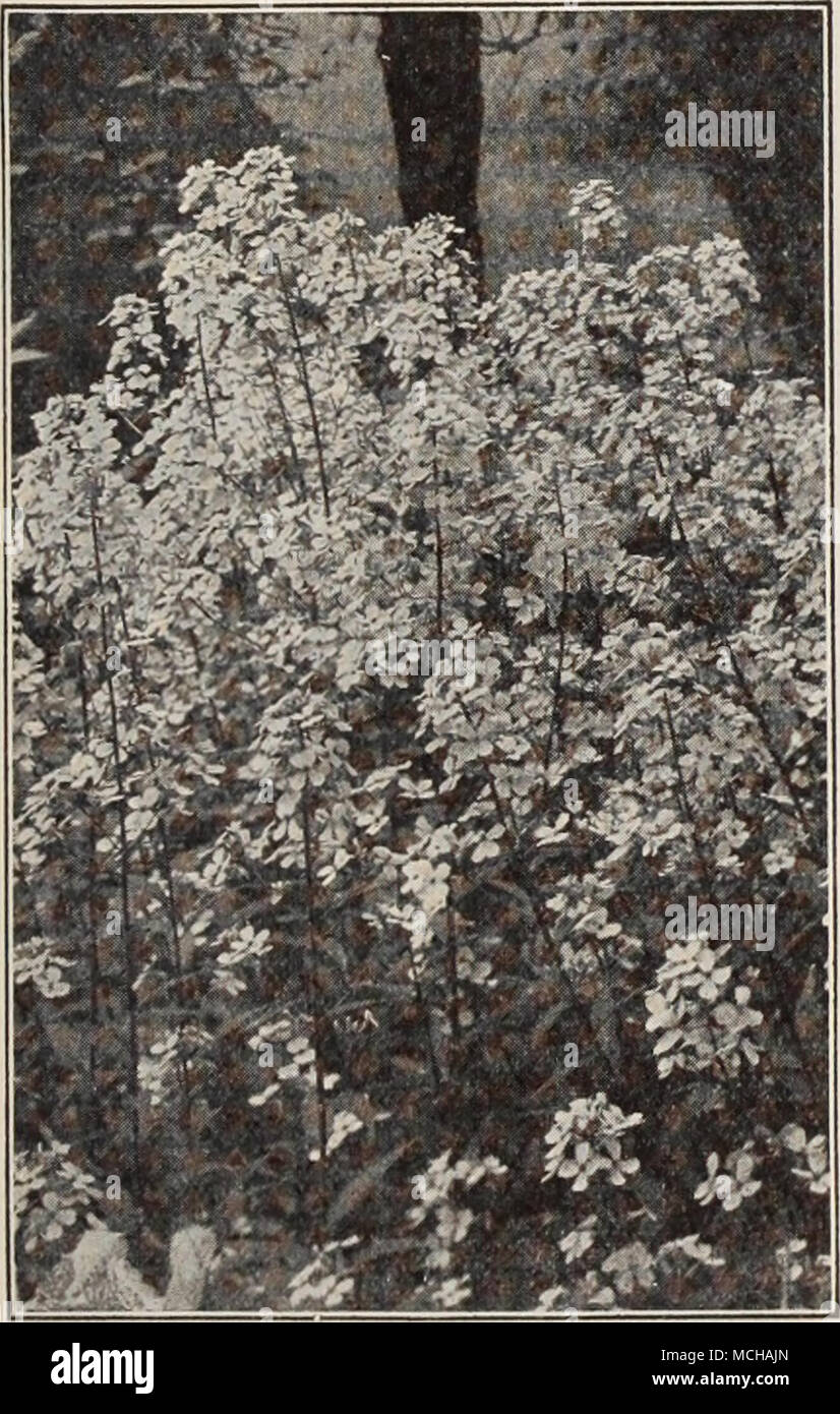 . Süße Rakete Doppel- und Src Sweet William Sweet William PRO PCK. 2342 Latifolius Atro-coccineus, Fl. PI. (Everblooming Hybrid süße Wil- Liam). Eine brillante Crimson scarlet va-riety, die sehr wirkungsvoll ist in jedem Po-sition, und eine der besten Stauden in der Liste. oz., 50 cts 0 $ 15 Süße Wivelsfield 2331 Neue Hardy An-nual Dianthus. Beschreibung siehe Seite 59 25 Stokesia (kornblume Aster) 4051 Cyanea. Ein Beau-tiful Hardy peren - Nial. Die Pflanze wächst über 24 Zoll hoch, jedes Lager vom 20. bis 30 stattlichen Lavendel - blaue Kornblume - wie Blüten, blüht von Juli bis zum Frost. Eine der Stockfoto