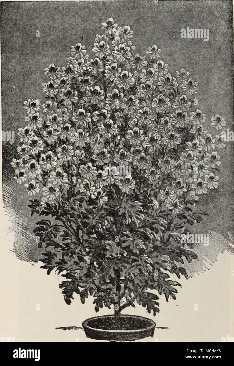 . Schizanthus Wisetonensis Wenn nicht finden, was Sie möchten, finden Sie im Index, Seite 223 Stockfoto
