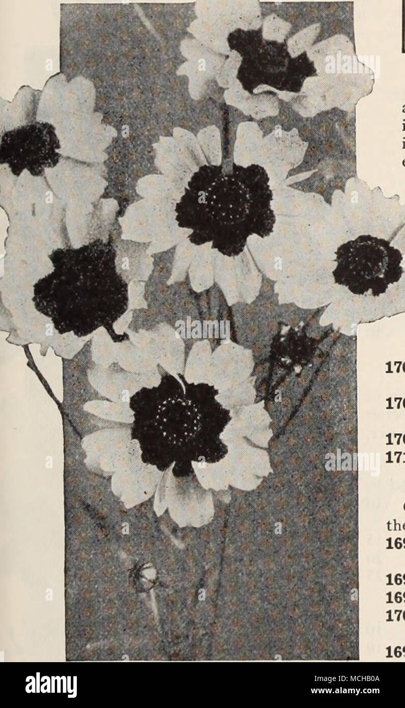 . Einer Frau Hardy Garten (Mrs. Ely). Eine der beliebtesten und hilfreiche Bücher für den Amateur, wunderschön illustrierte. $ 2,00 pro Kopie, Postpaid. ) Calliopsis Dolmetsch Splendens jährliche Calliopsis auffällige und schöne reichblühend Jahrbücher, der einfachsten Kultur, gut in die sonnige Lage, Blühen den ganzen Sommer und ausgezeichnet für Schneiden und massing. Am besten ist es, sie zu säen, wo Sie in der Blüte sind, Ausdünnen 6 Zoll bis 12 Zoll auseinander zu stehen. Durch die Beibehaltung der alten Schnittblumen aus der Blütezeit kann lang sein - ened bis in den späten Herbst. Wir bieten Ihnen hier eine Auswahl der besten Zwerg ein Stockfoto